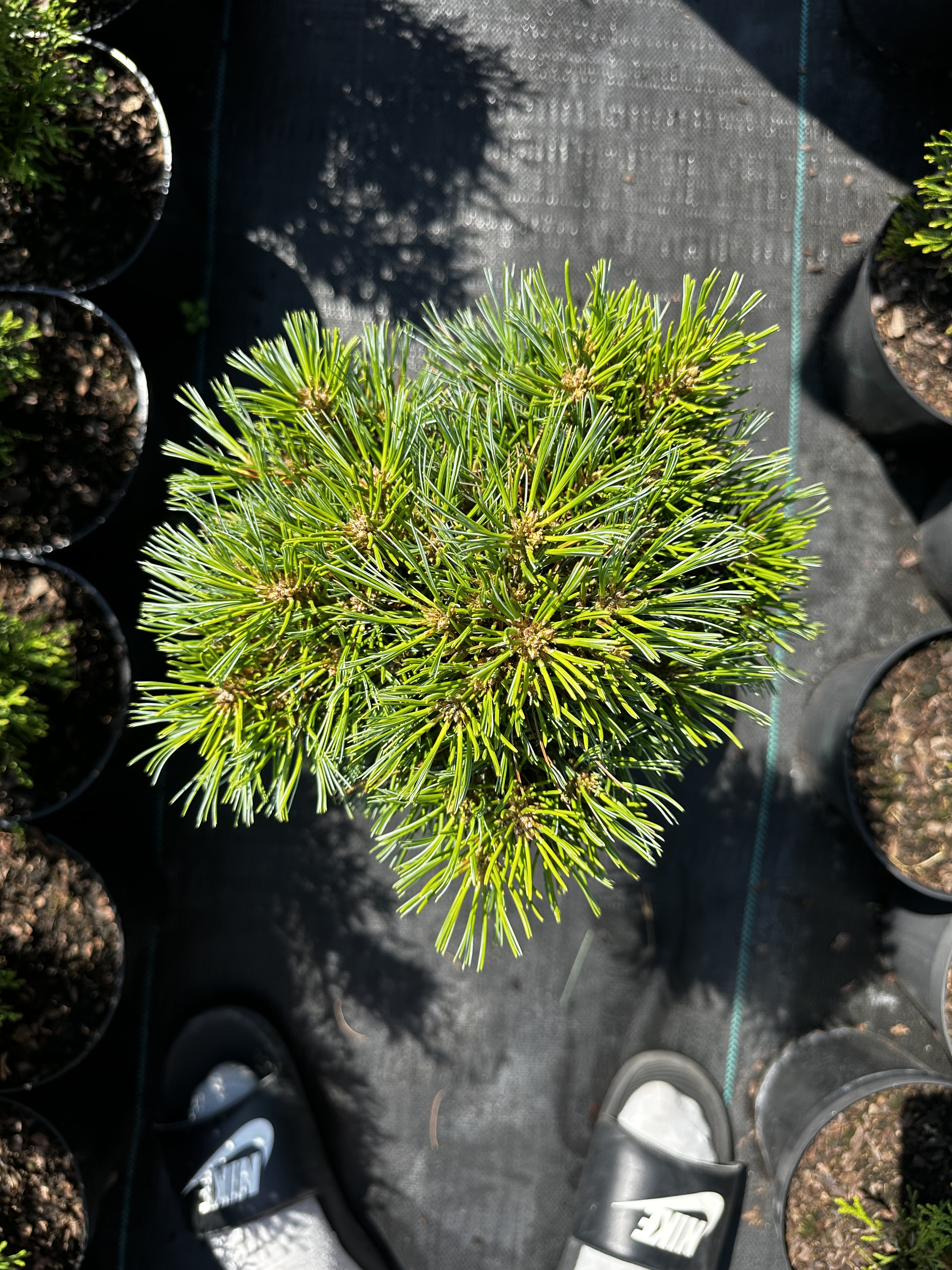 Купити саджанці Pinus strobus Stwordza в розсаднику Sadgosp