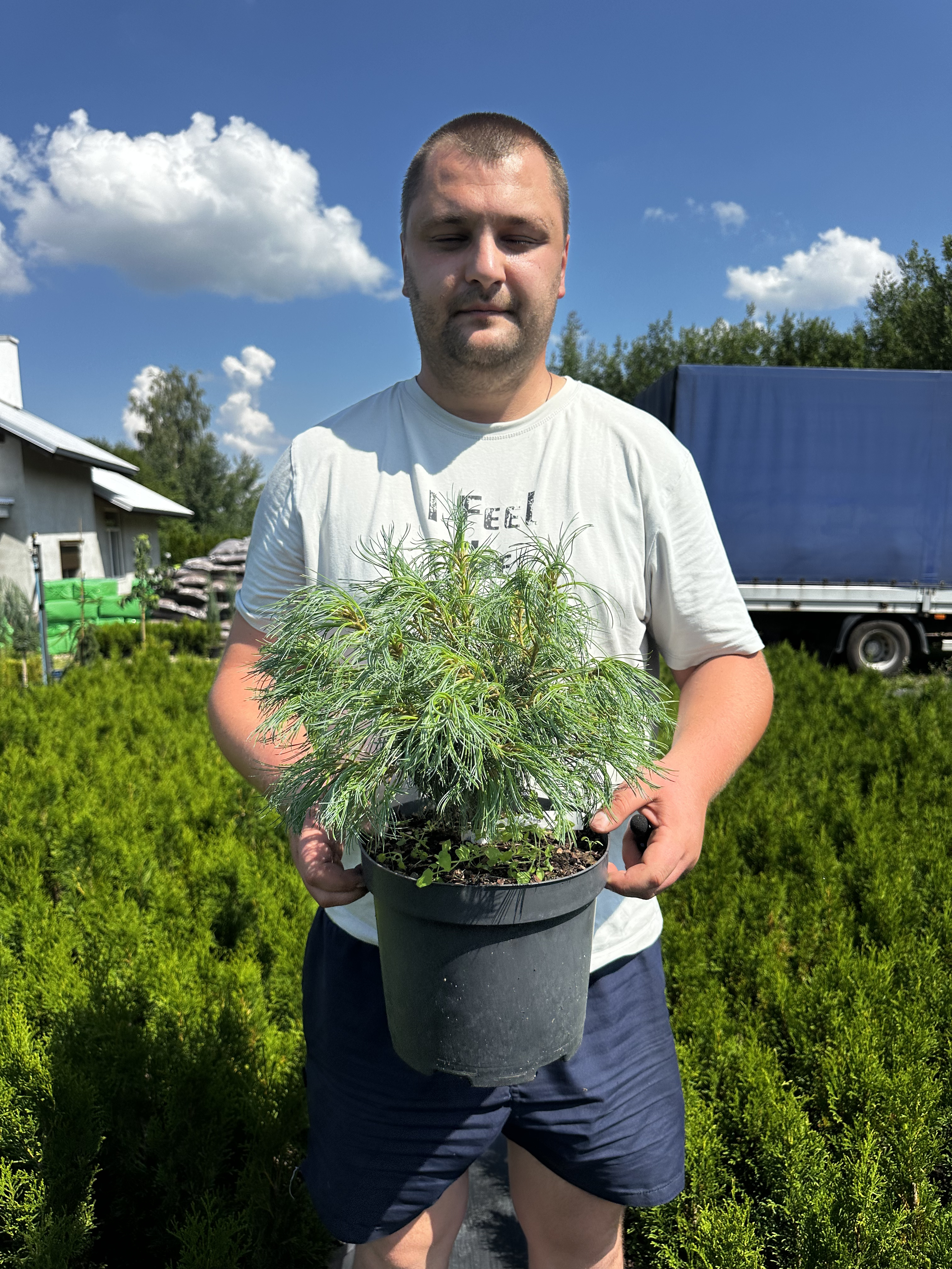 Купити саджанці Pinus strobus Tiny Curls в розсаднику Sadgosp