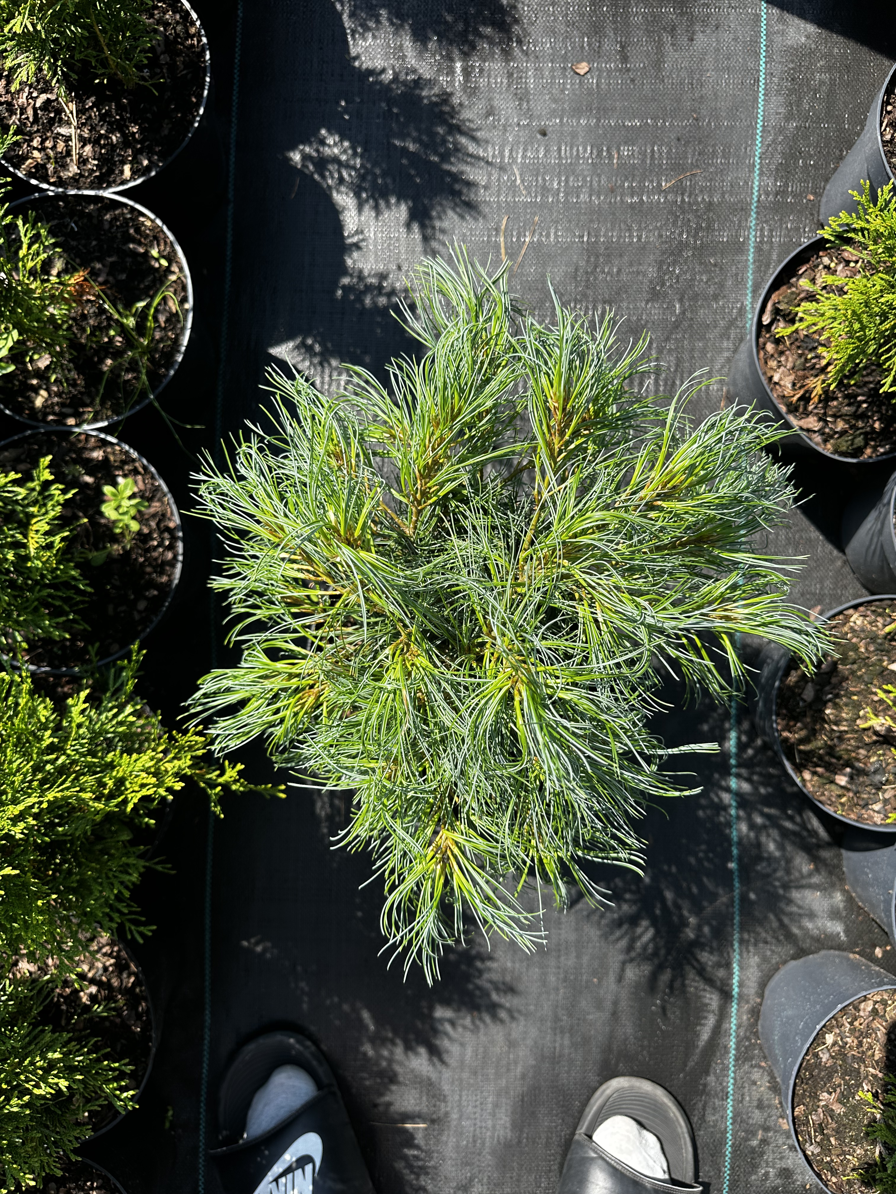 Купити саджанці Pinus strobus Tiny Curls в розсаднику Sadgosp