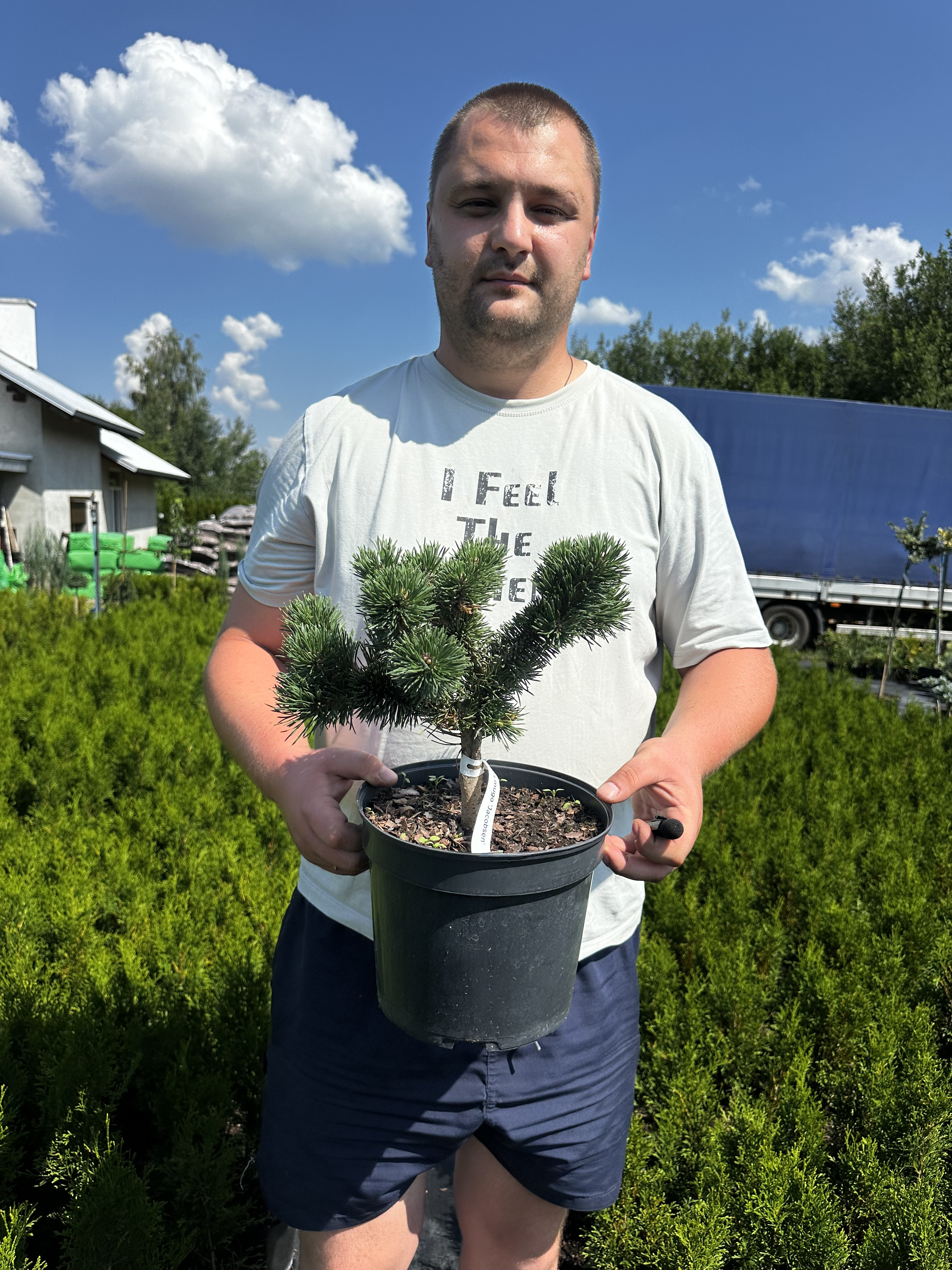 Купити саджанці Pinus mugo Jacobsen в розсаднику Sadgosp