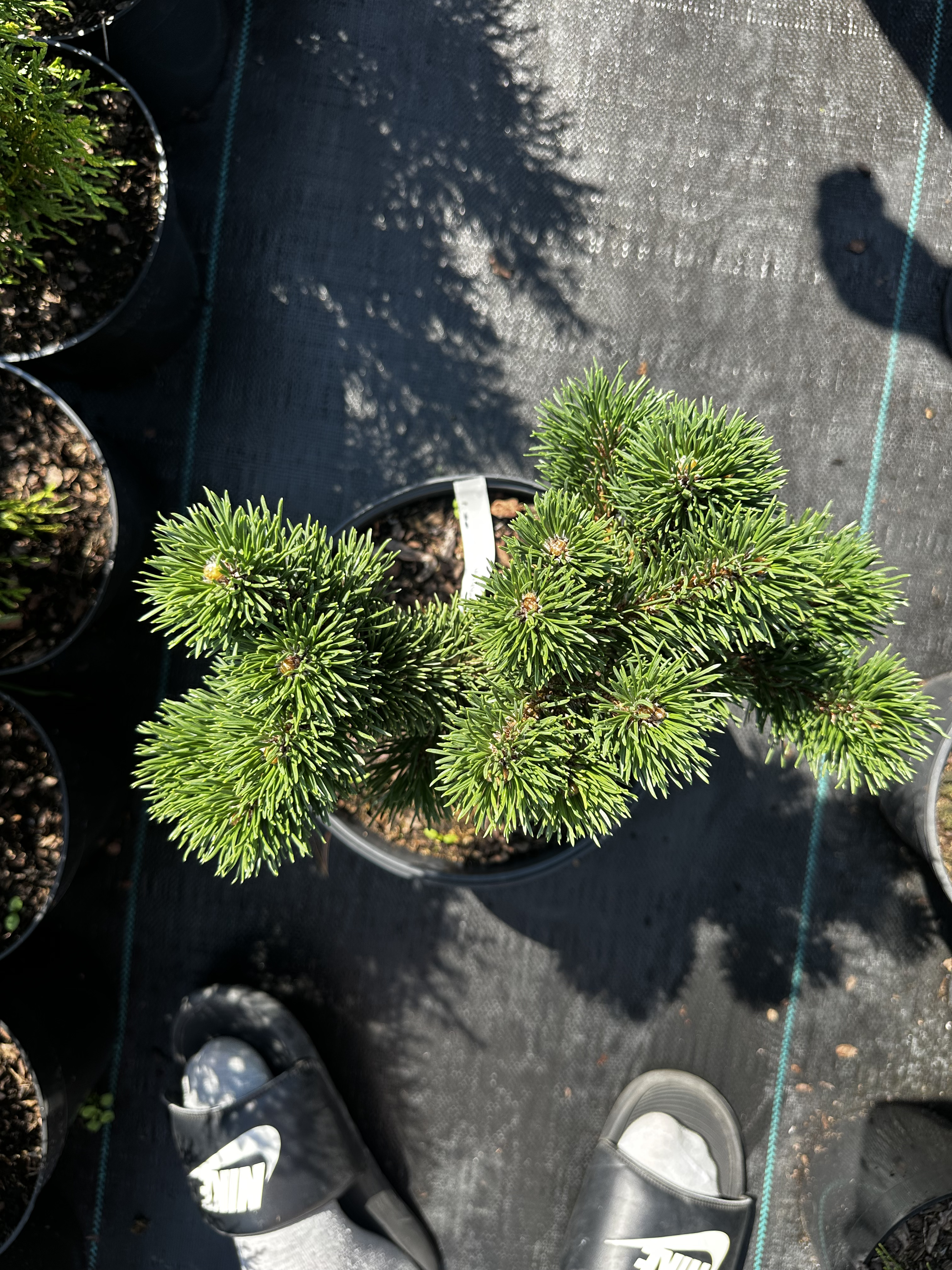 Купити саджанці Pinus mugo Jacobsen в розсаднику Sadgosp