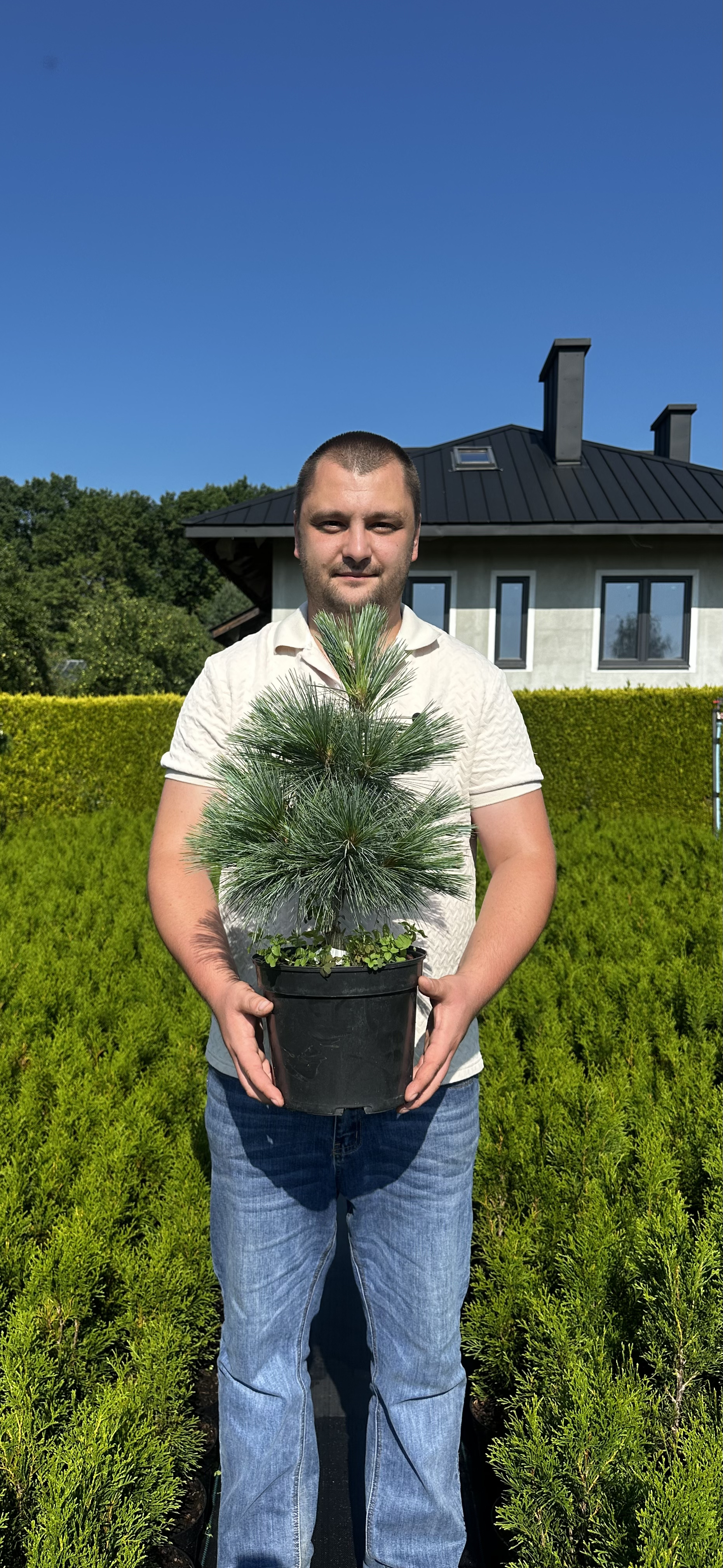Купити саджанці Pinus schwerinii Wiethorst в розсаднику Sadgosp