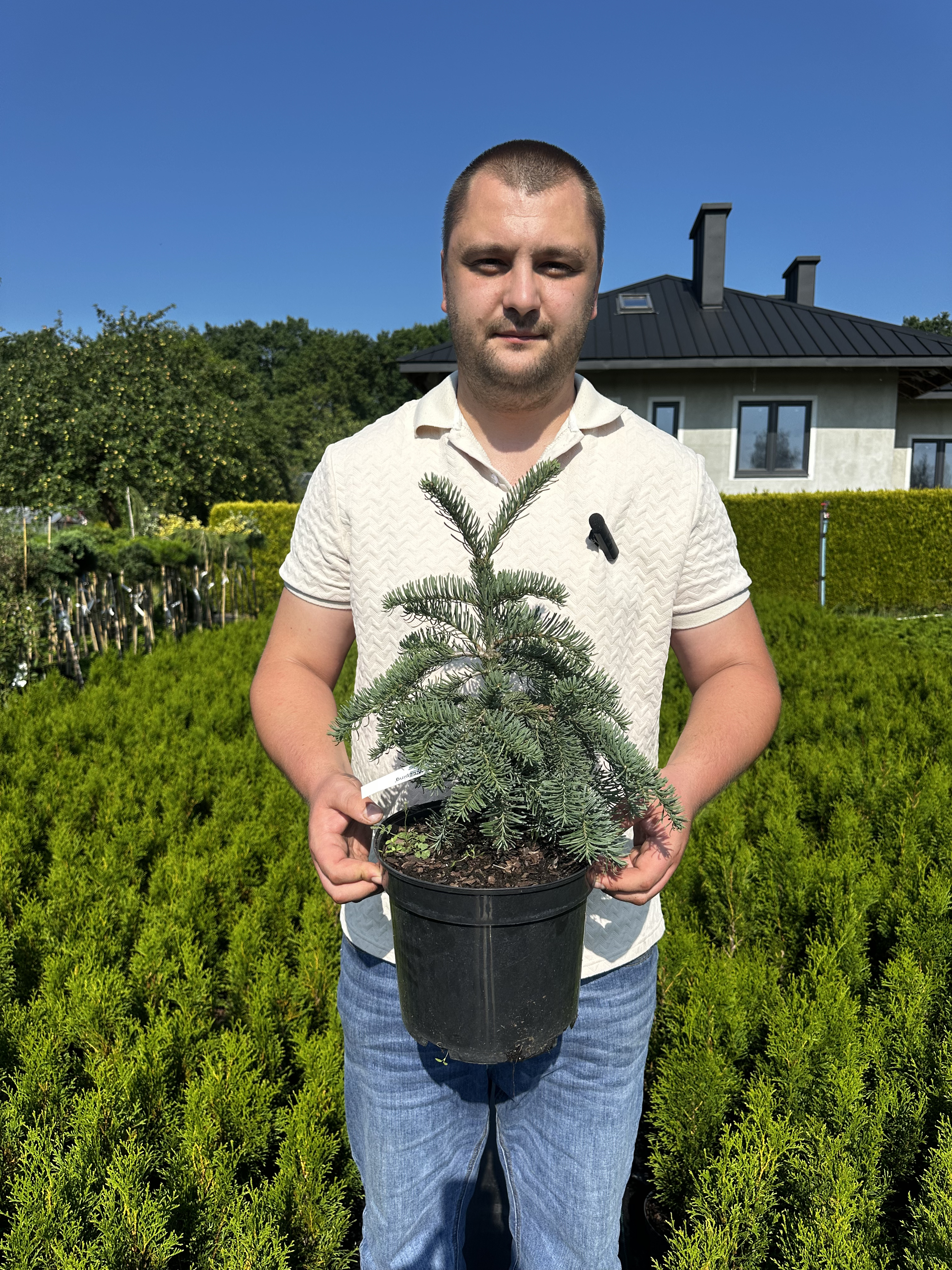 Купити саджанці Abies procera La Graciosa в розсаднику Sadgosp