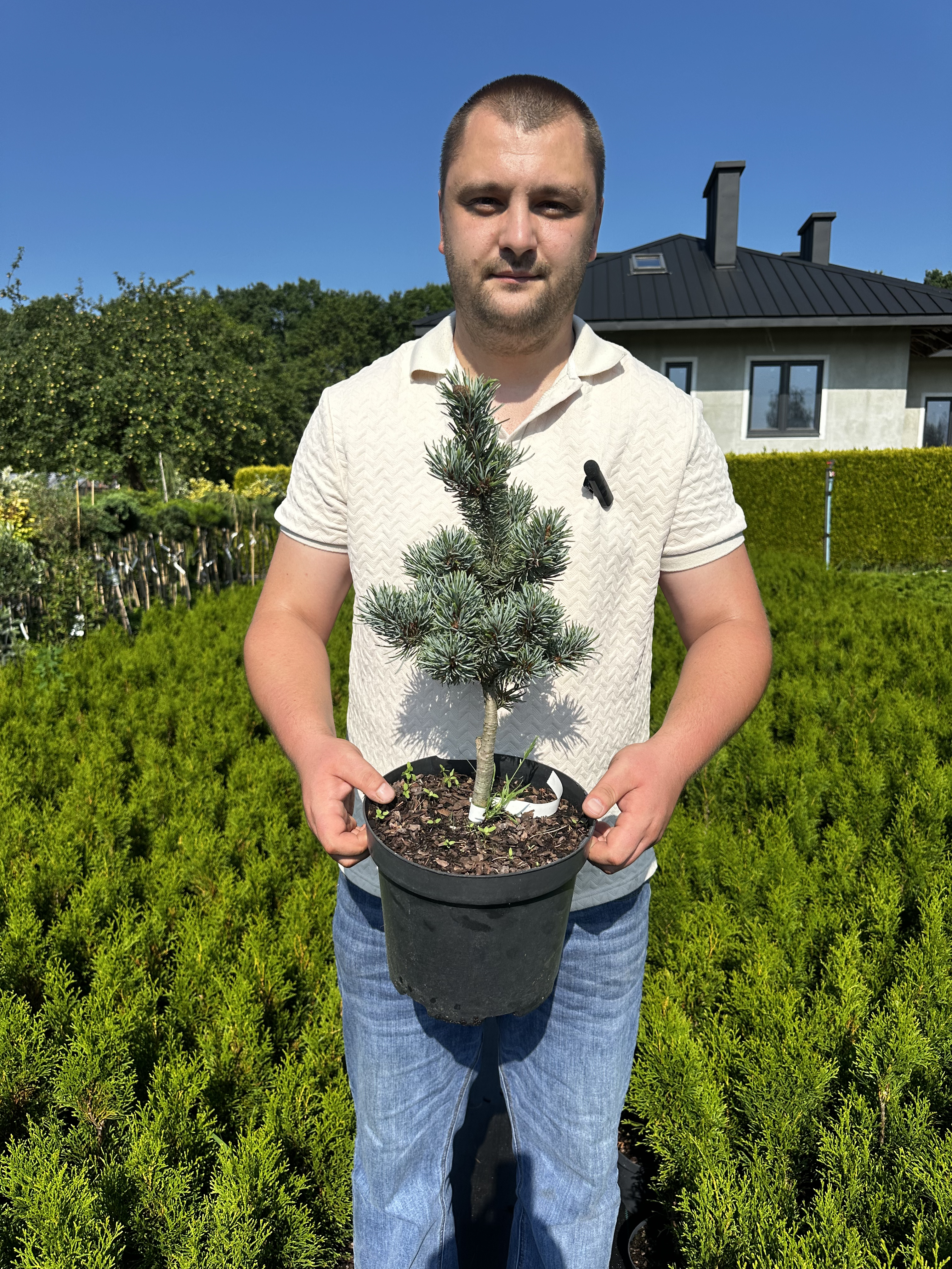 Купити саджанці Pinus parviflora Perdido в розсаднику Sadgosp