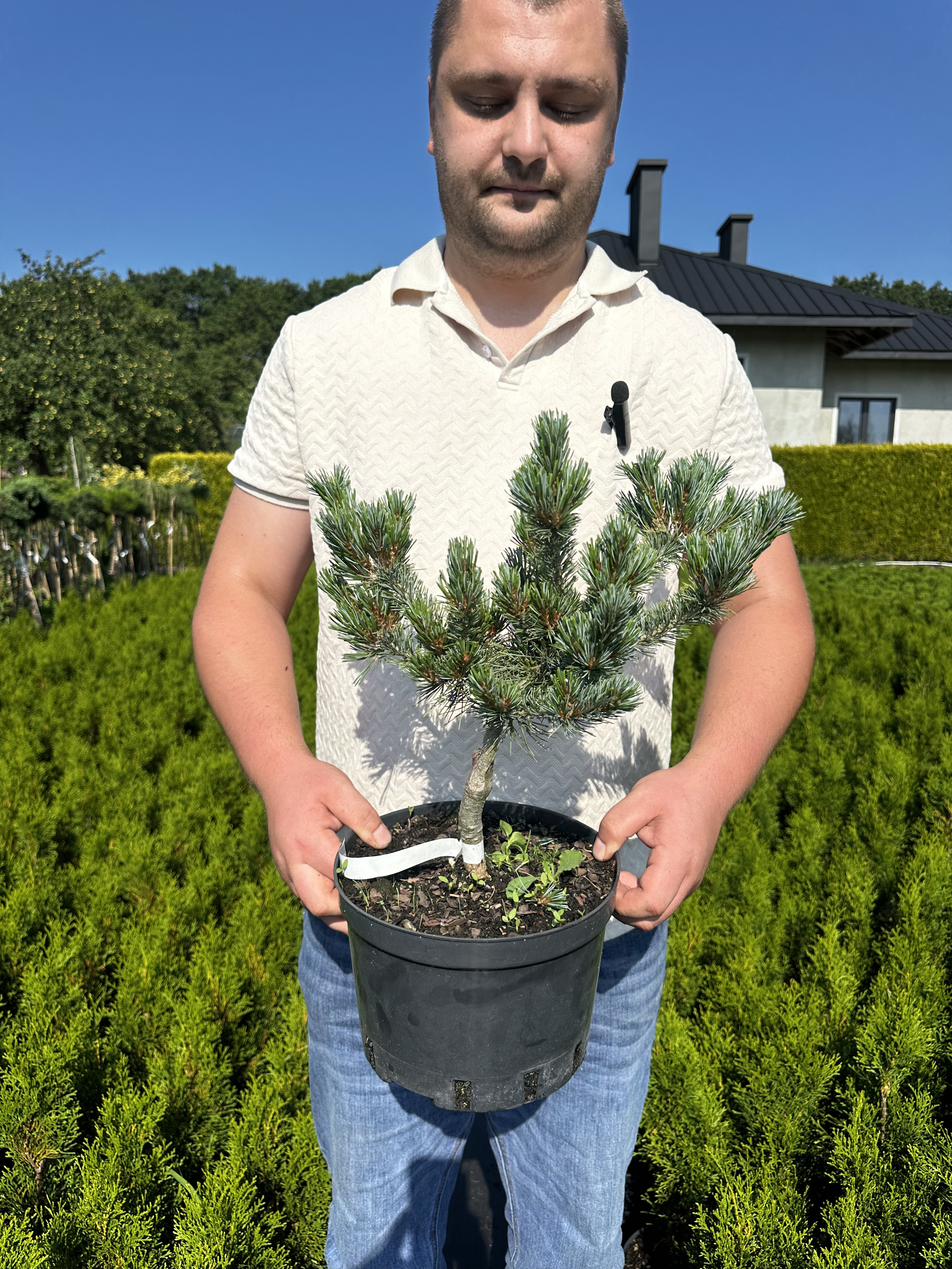 Купити саджанці Pinus parviflora Ooh-la-la в розсаднику Sadgosp