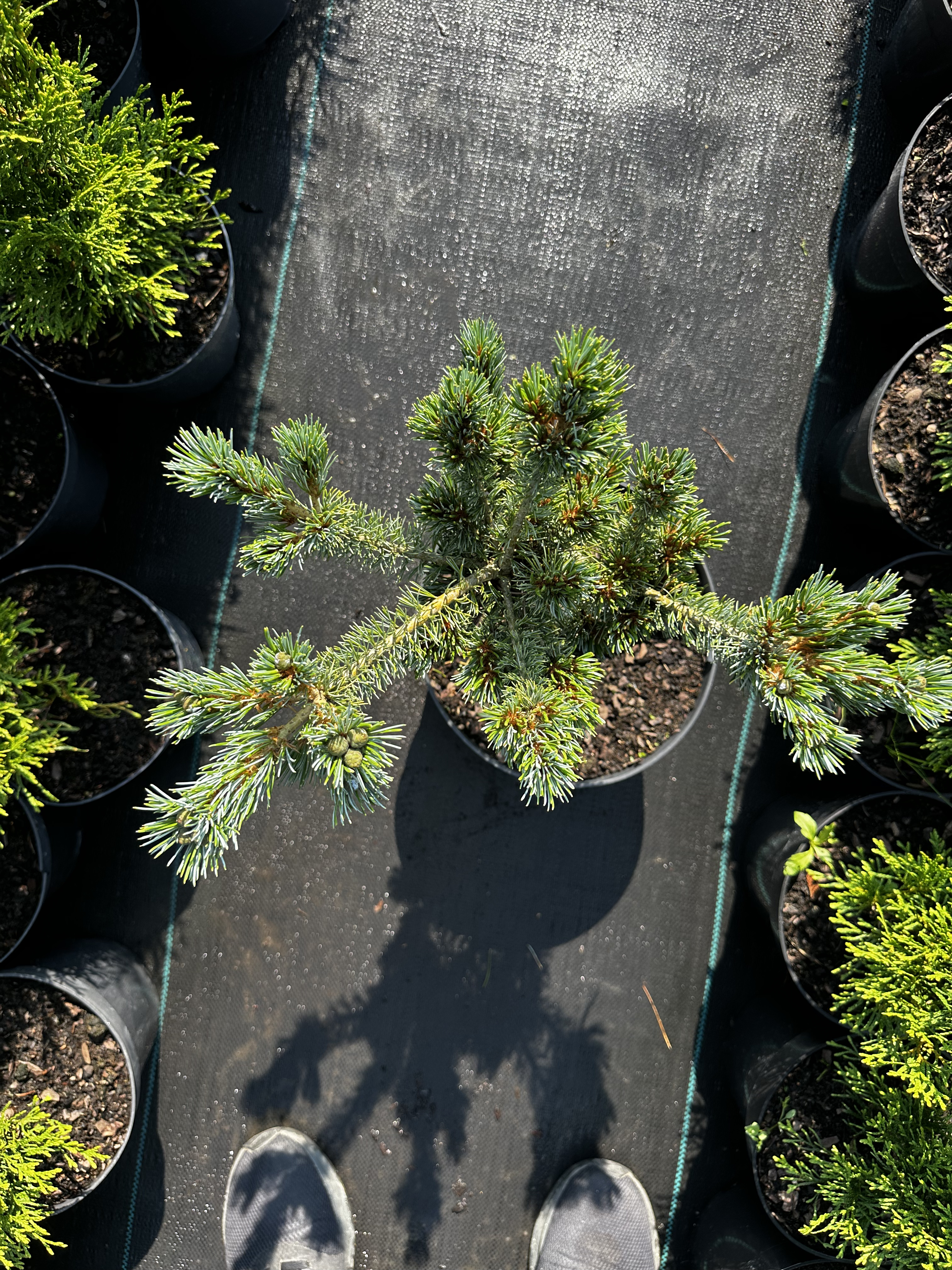 Купити саджанці Pinus parviflora Ooh-la-la в розсаднику Sadgosp
