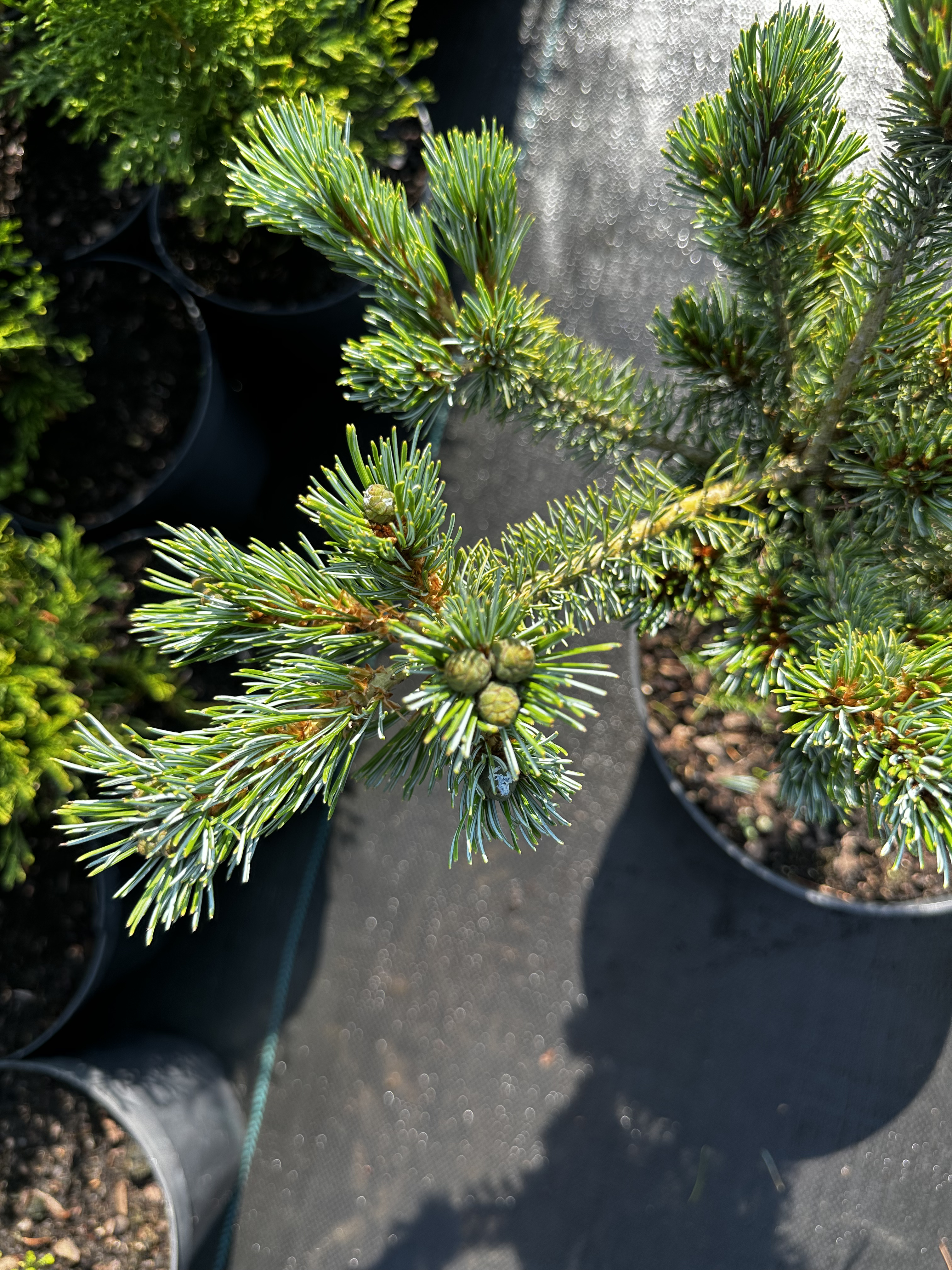 Купити саджанці Pinus parviflora Ooh-la-la в розсаднику Sadgosp