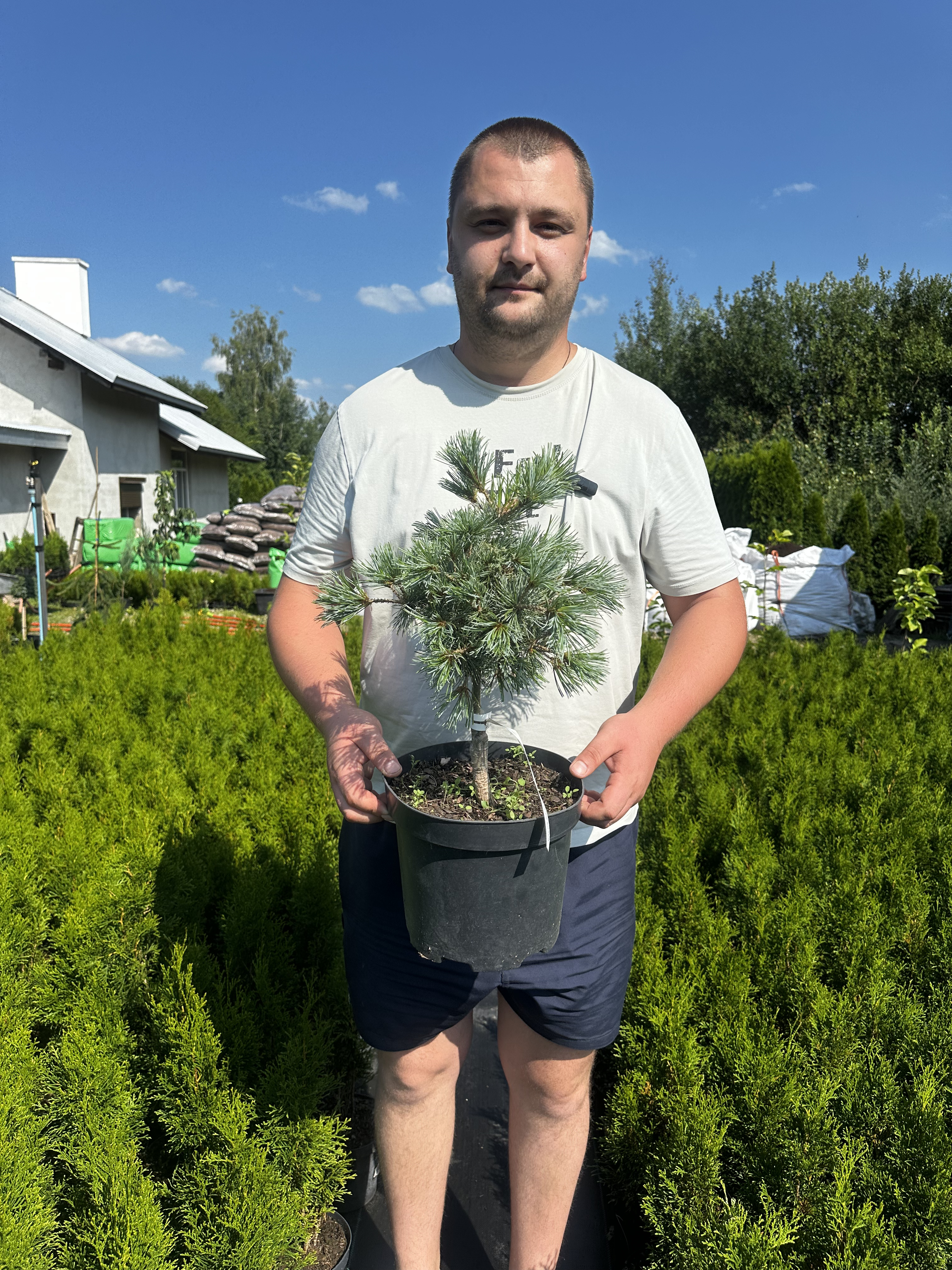Купити саджанці Pinus parviflora Bergman Select в розсаднику Sadgosp