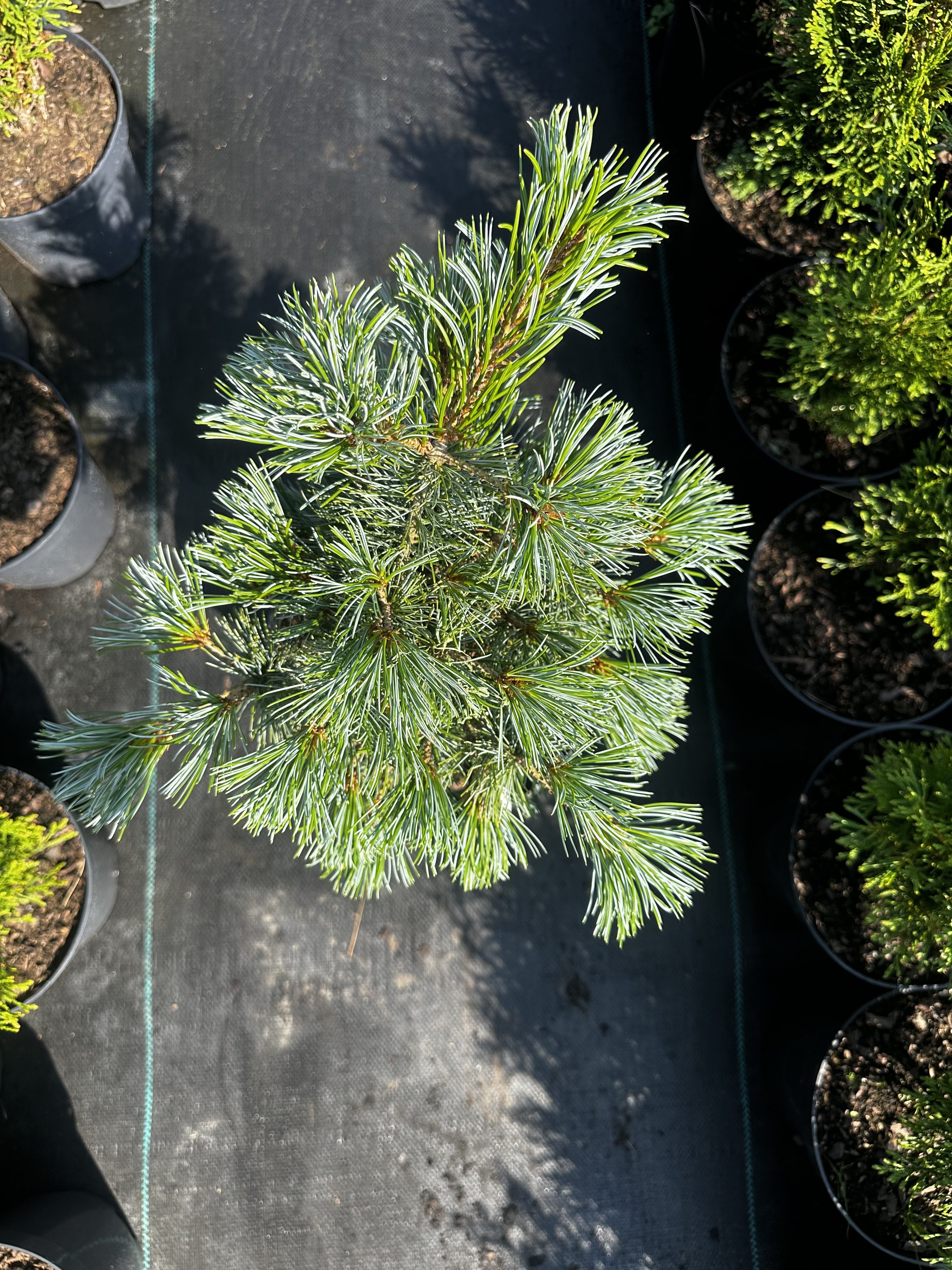 Купити саджанці Pinus parviflora Bergman Select в розсаднику Sadgosp