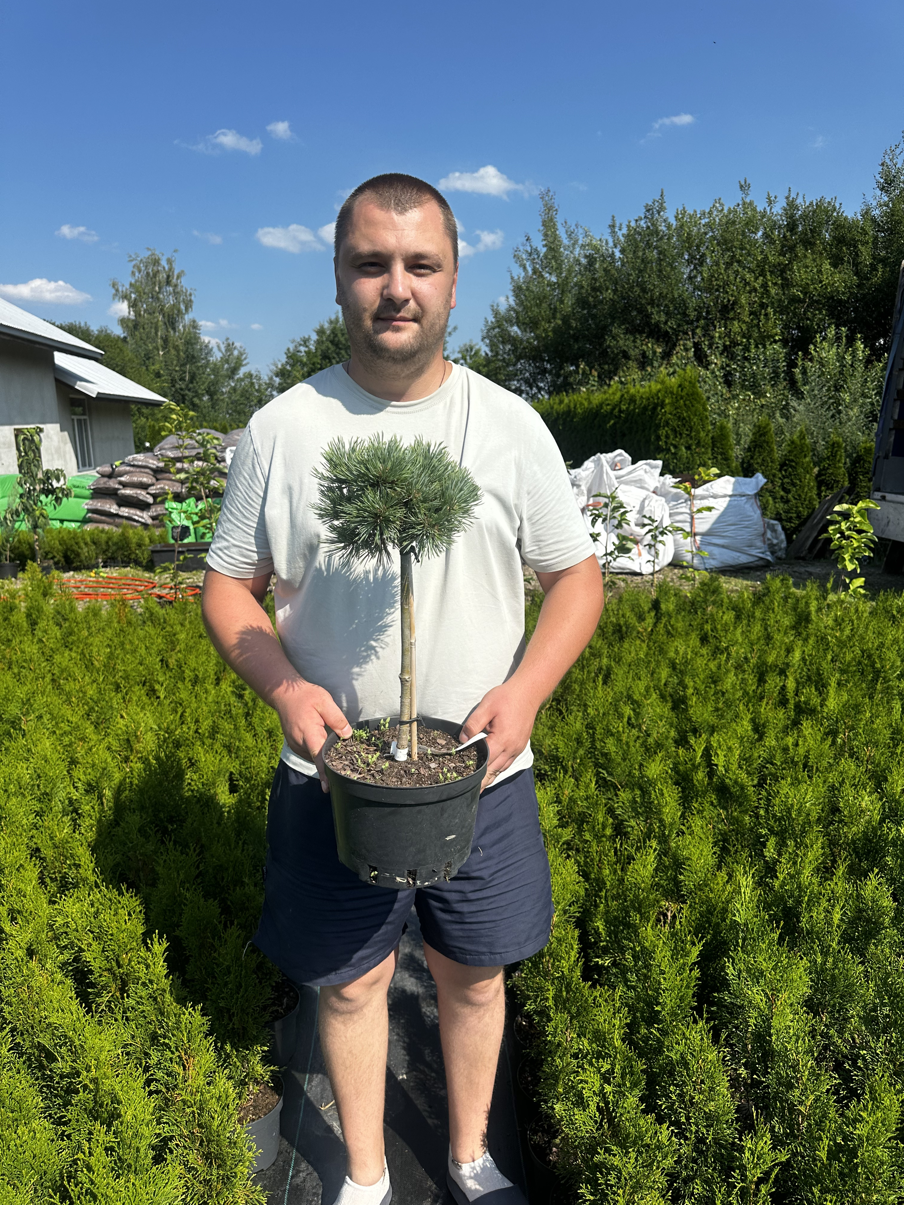 Купити саджанці Pinus koraiensis Hexenbesen в розсаднику Sadgosp