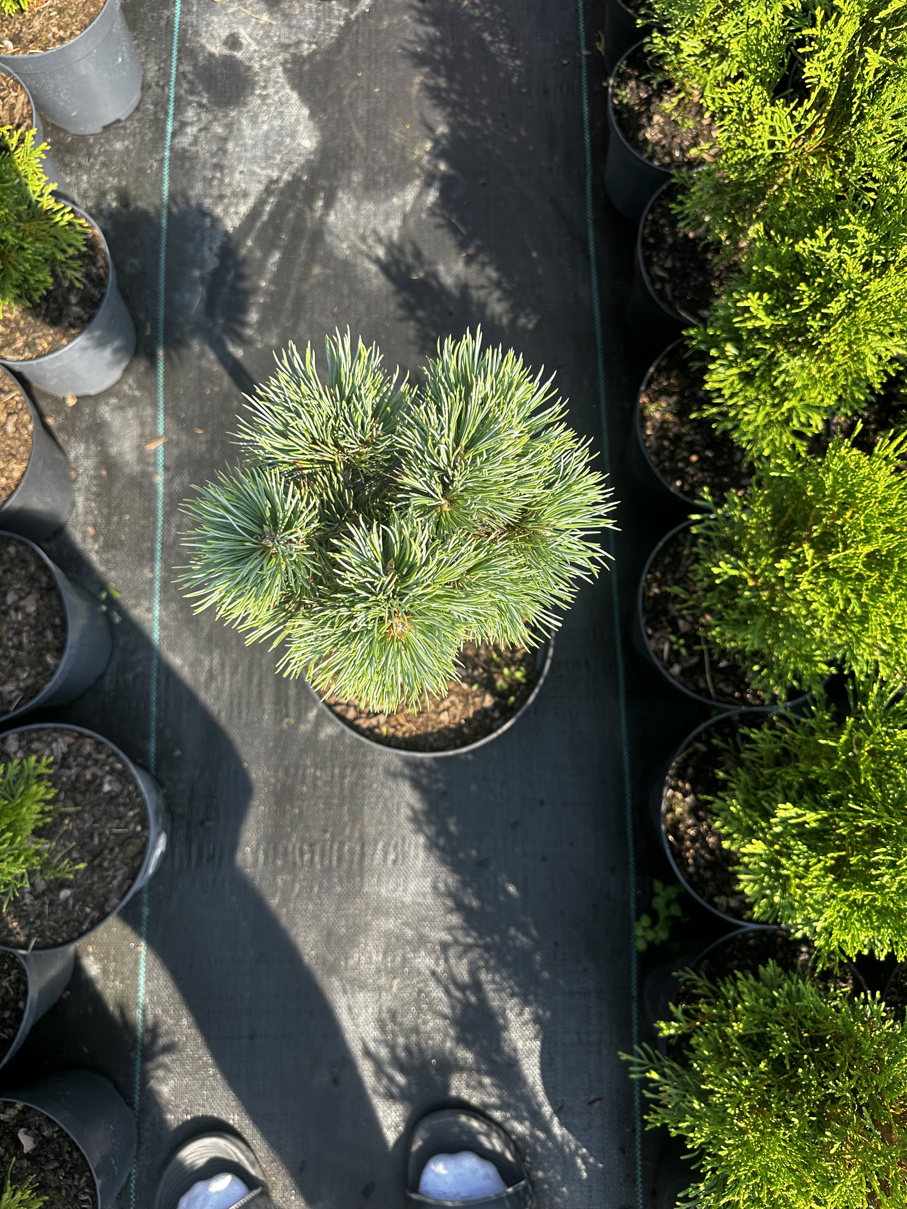 Купити саджанці Pinus koraiensis Hexenbesen в розсаднику Sadgosp
