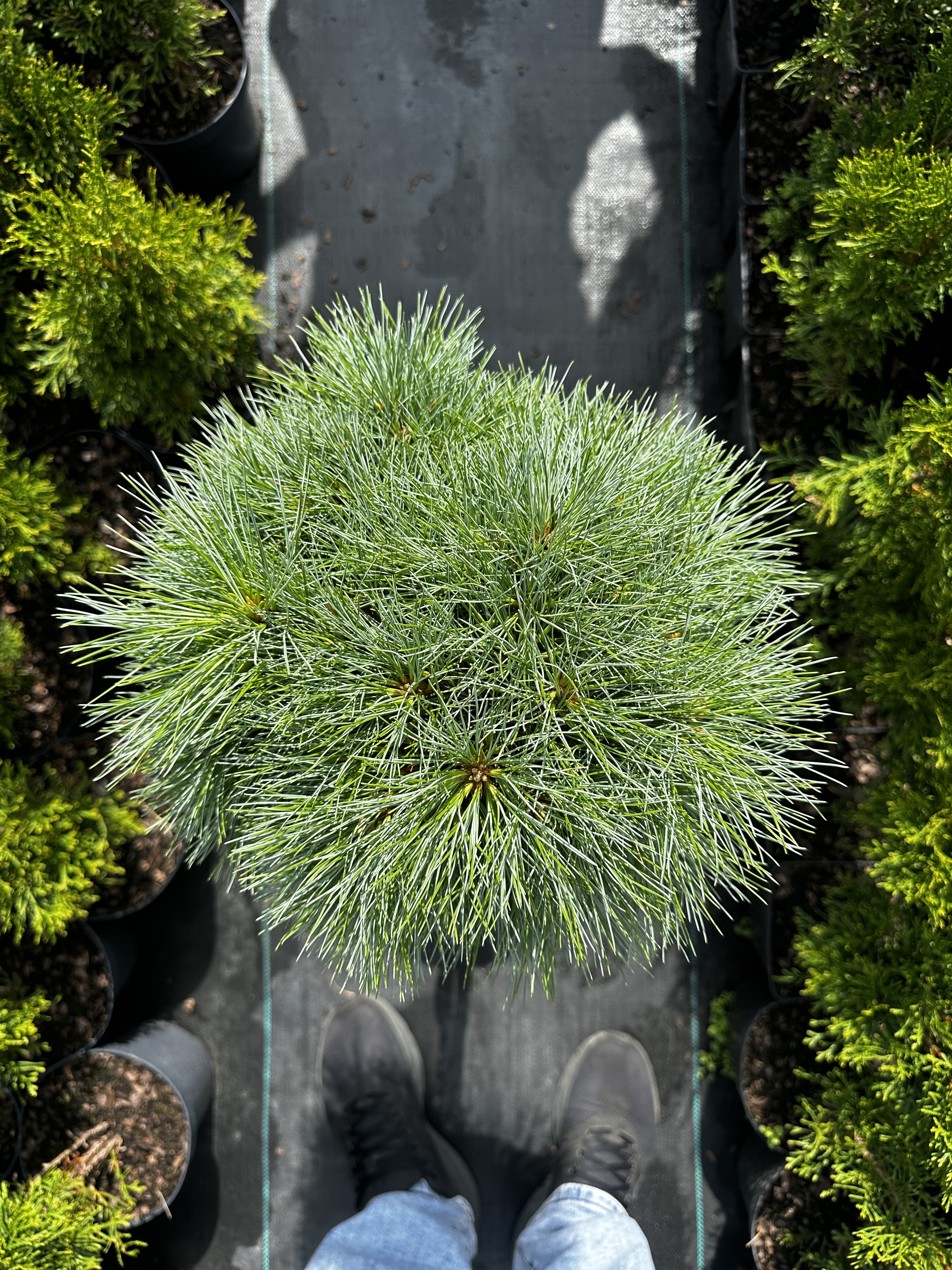 Купити саджанці Pinus strobus Sea Urchin в розсаднику Sadgosp