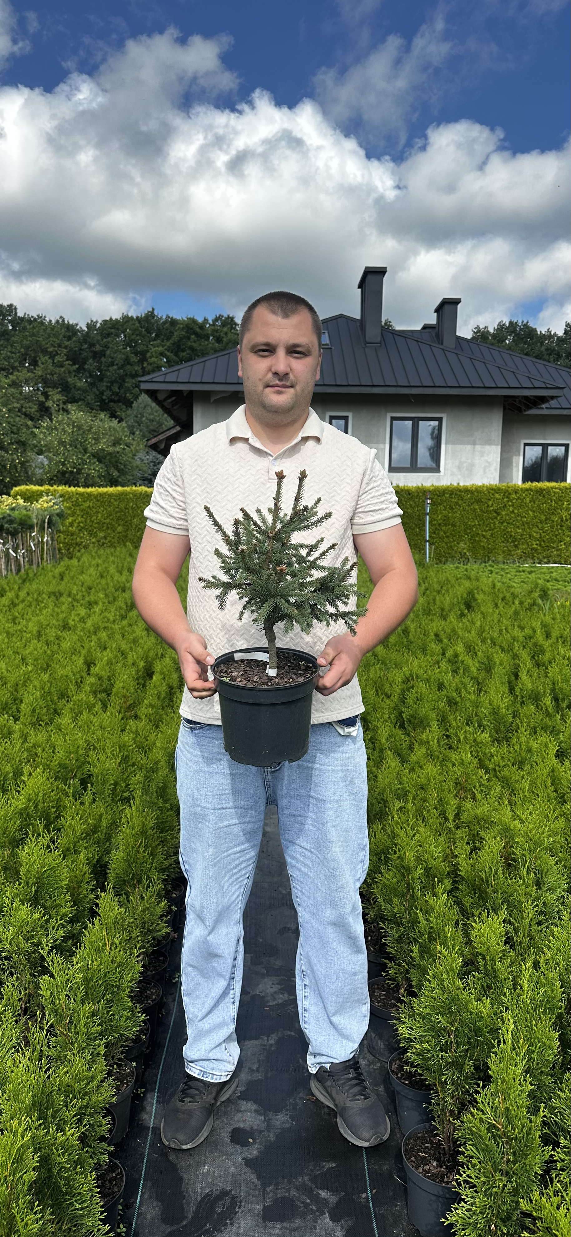 Купити саджанці Picea abies 'Rydal' в розсаднику Sadgosp