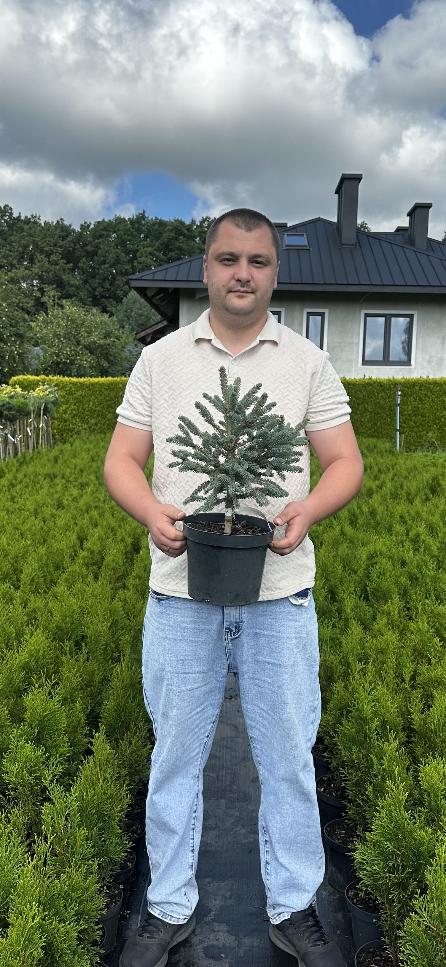 Купити саджанці Picea likiangensis Mittenwald в розсаднику Sadgosp