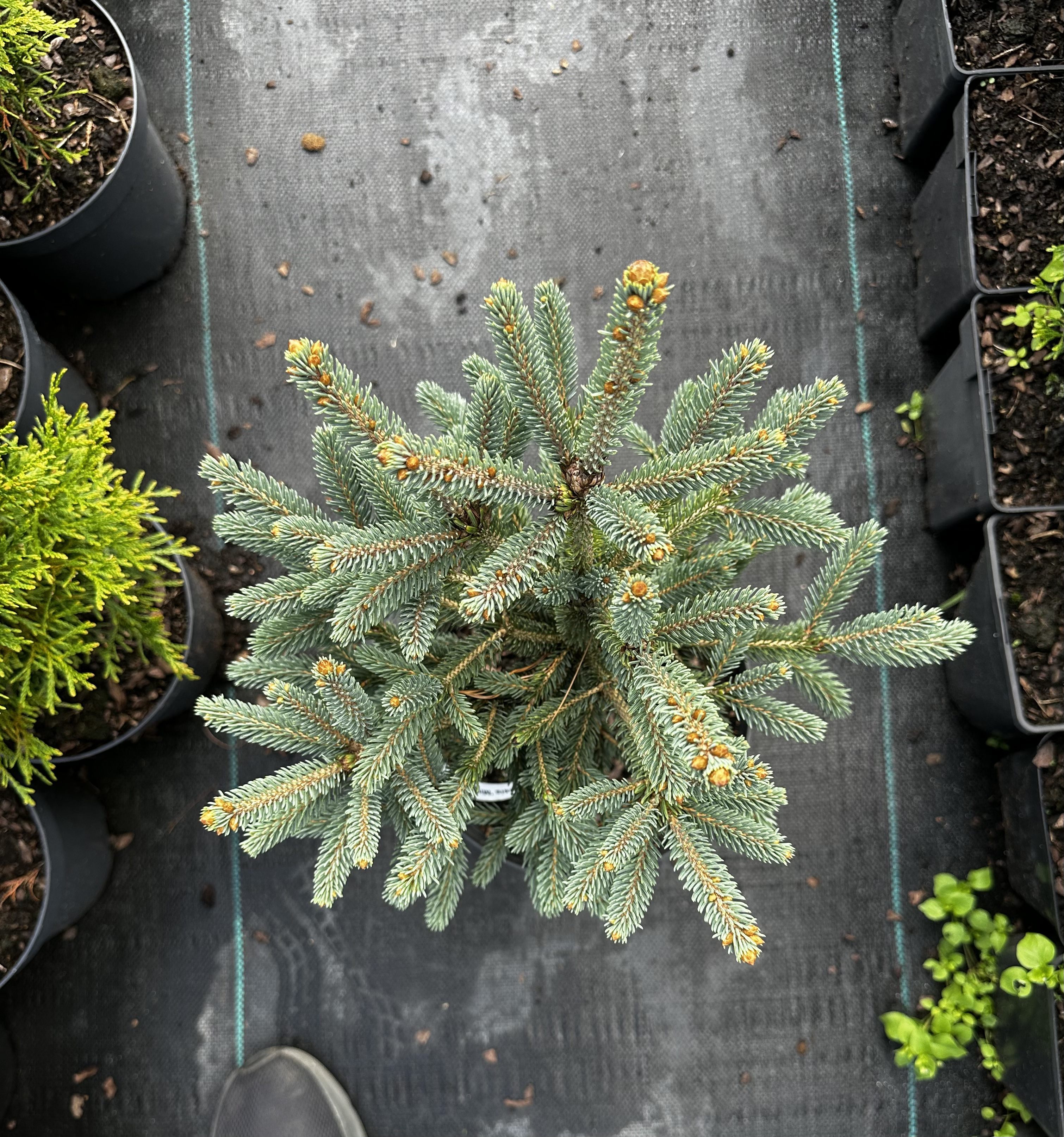 Купити саджанці Picea likiangensis Mittenwald в розсаднику Sadgosp