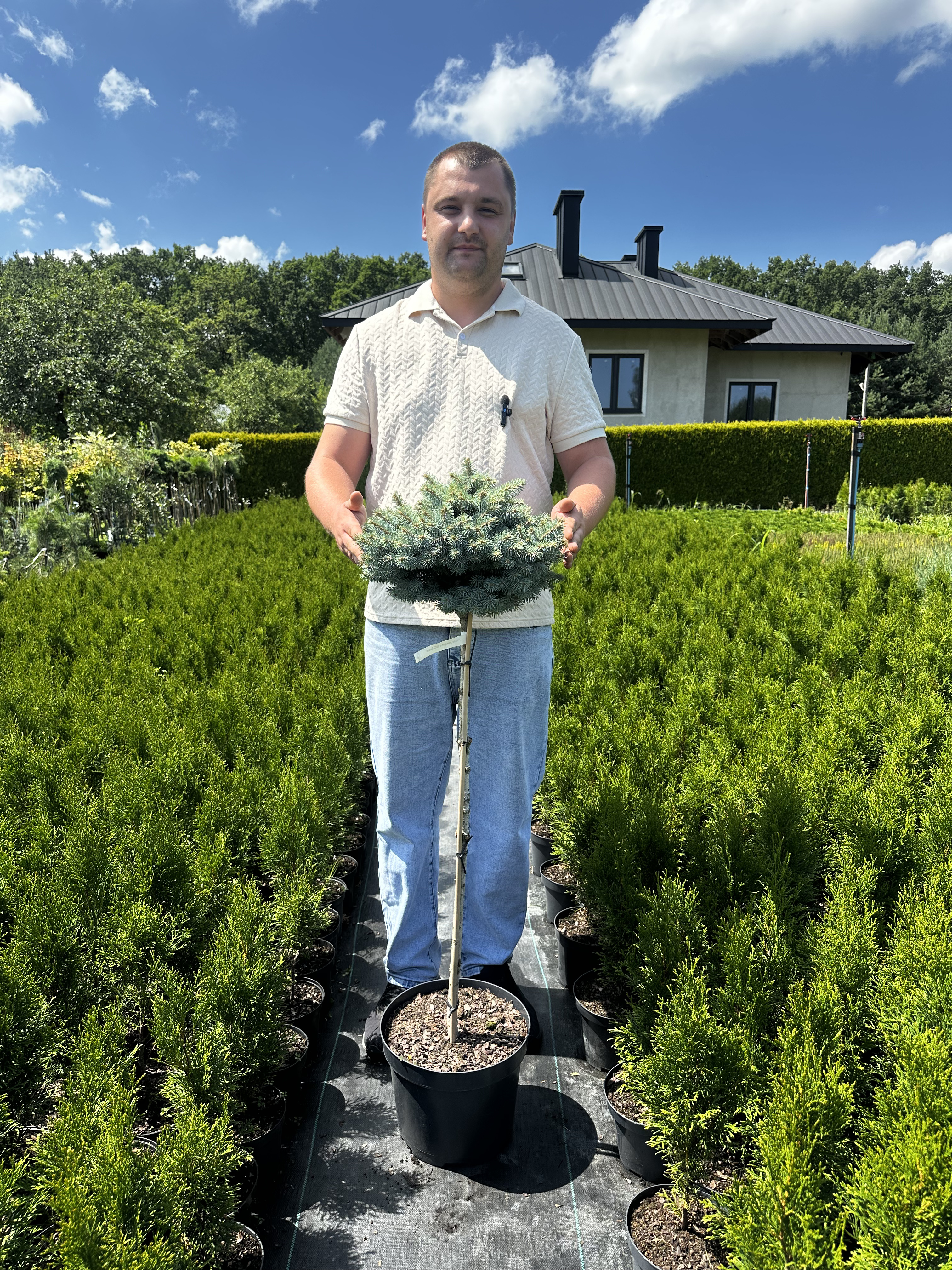 Купити саджанці Picea pungens St. Mary's Broom в розсаднику Sadgosp