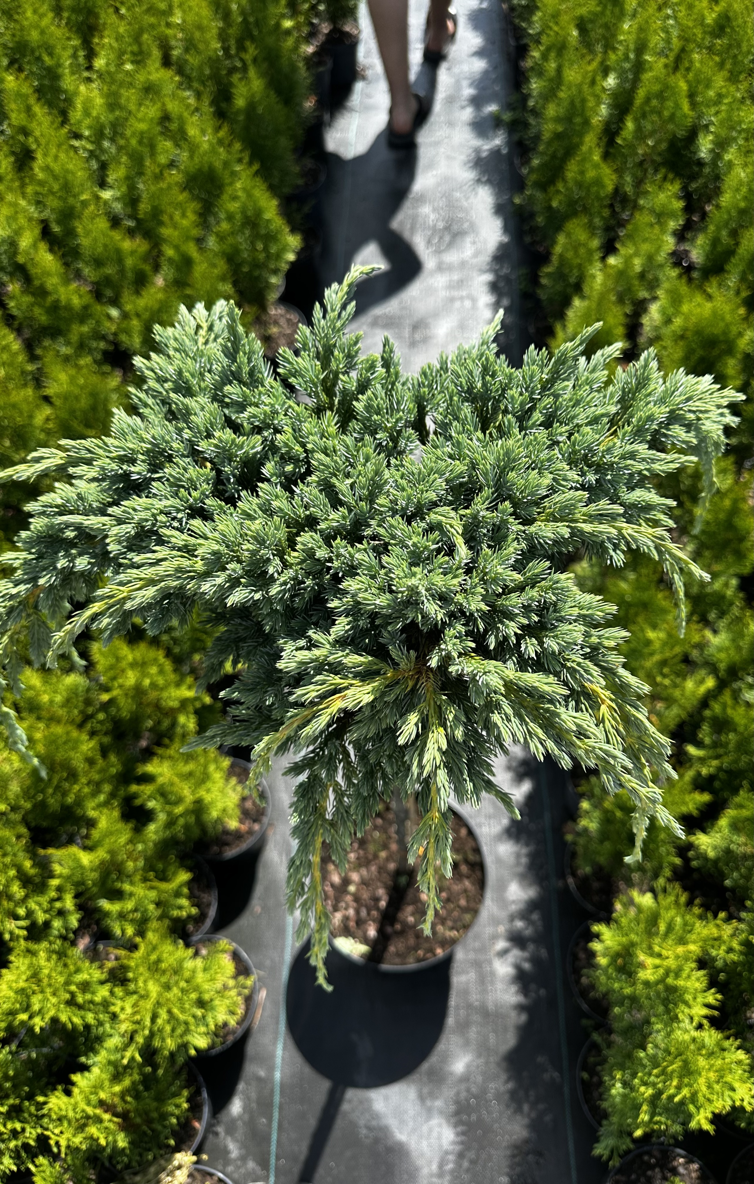 Купити саджанці Juniperus squamata Blue Spider в розсаднику Sadgosp