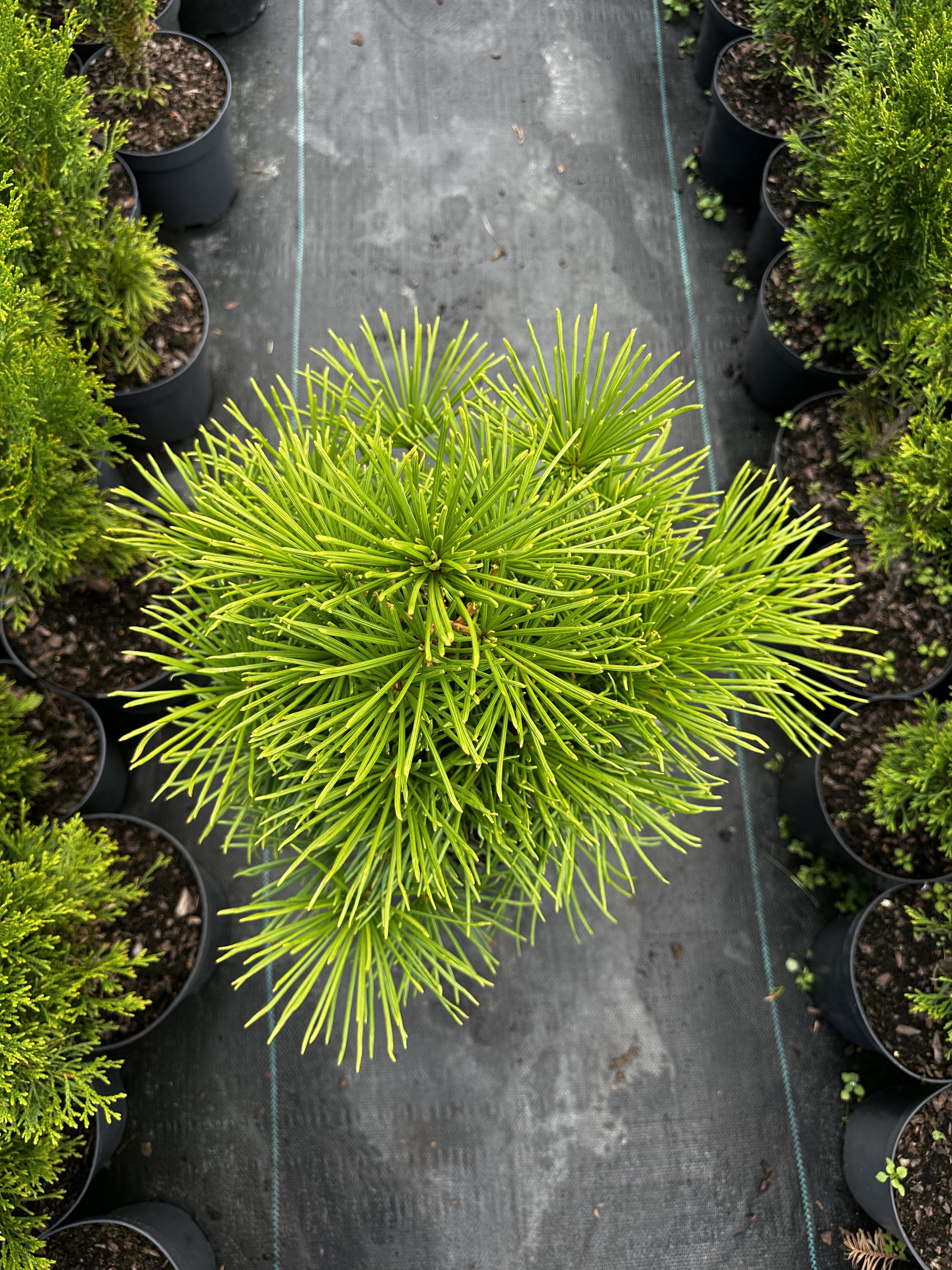 Купити саджанці Sciadopitys verticillata verticillata в розсаднику Sadgosp