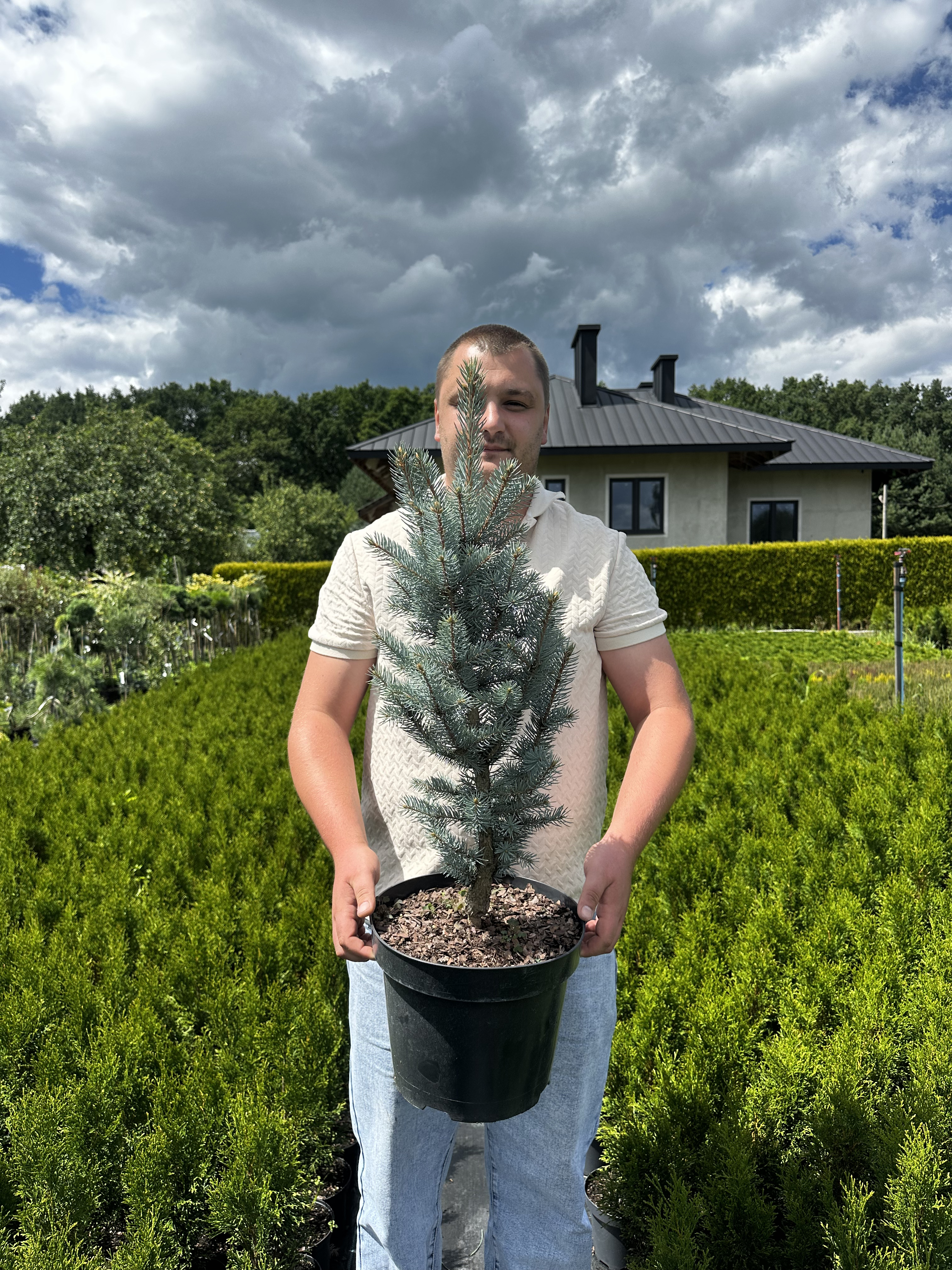 Купити саджанці Picea pungens 'Blue Totem' в розсаднику Sadgosp