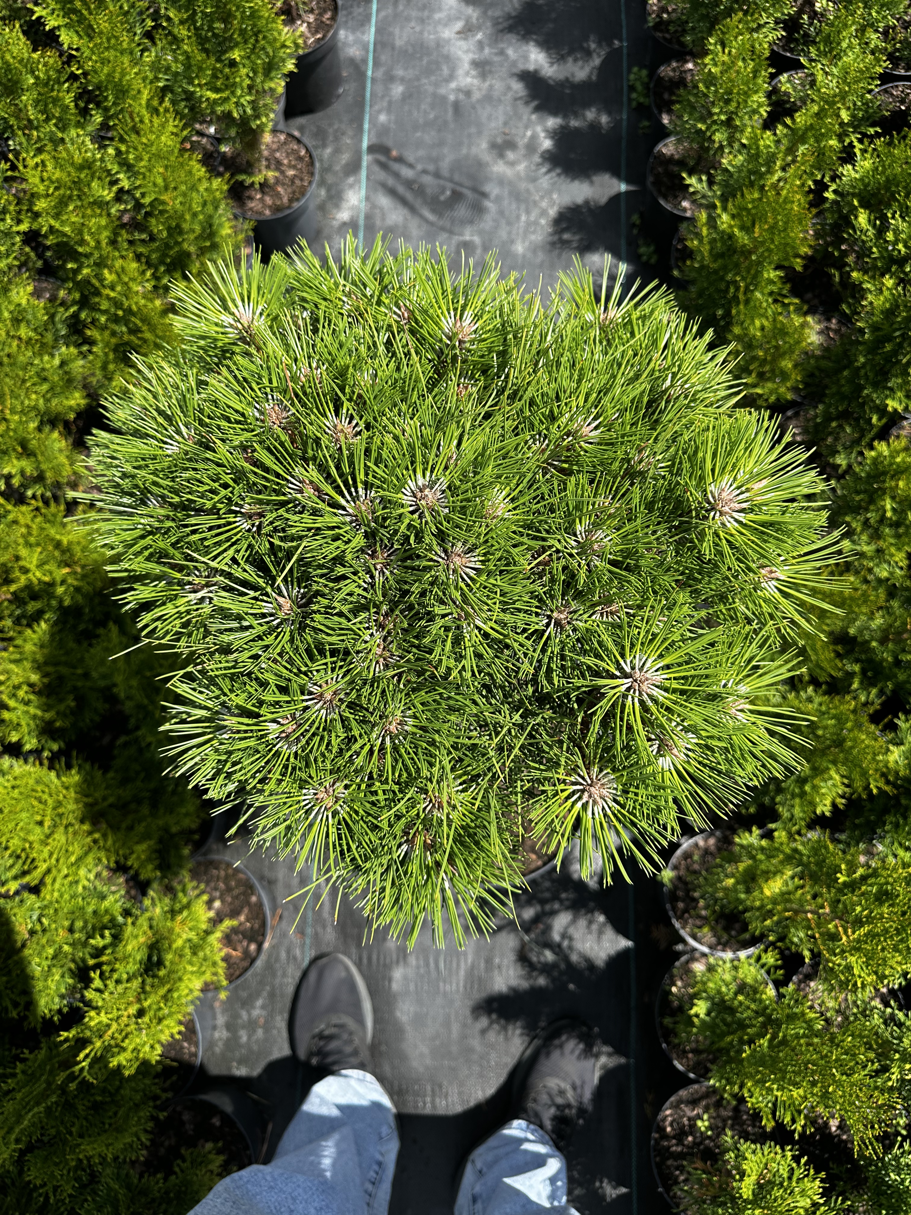 Купити саджанці Pinus nigra Maria в розсаднику Sadgosp