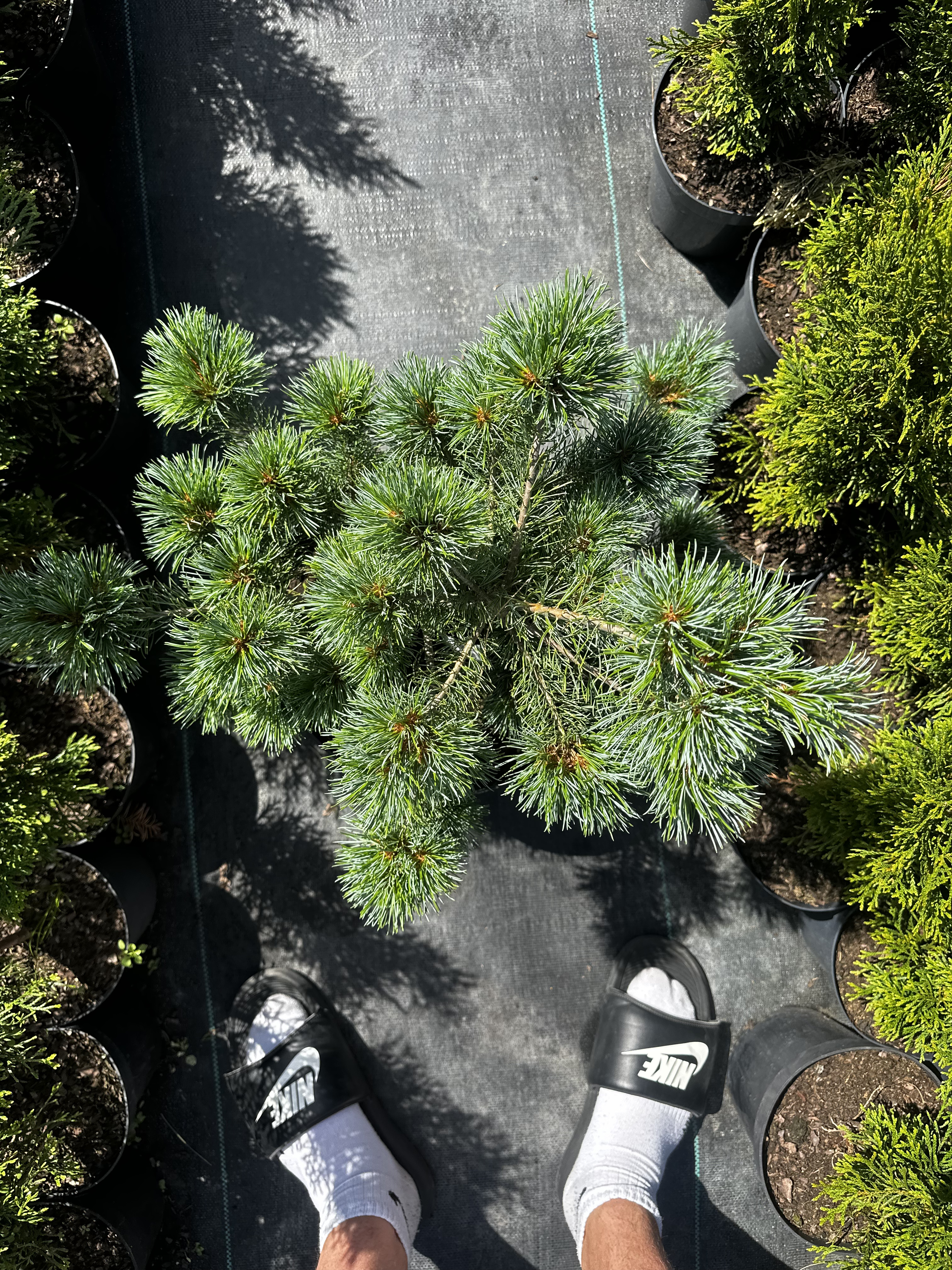 Купити саджанці Pinus parviflora Linda в розсаднику Sadgosp