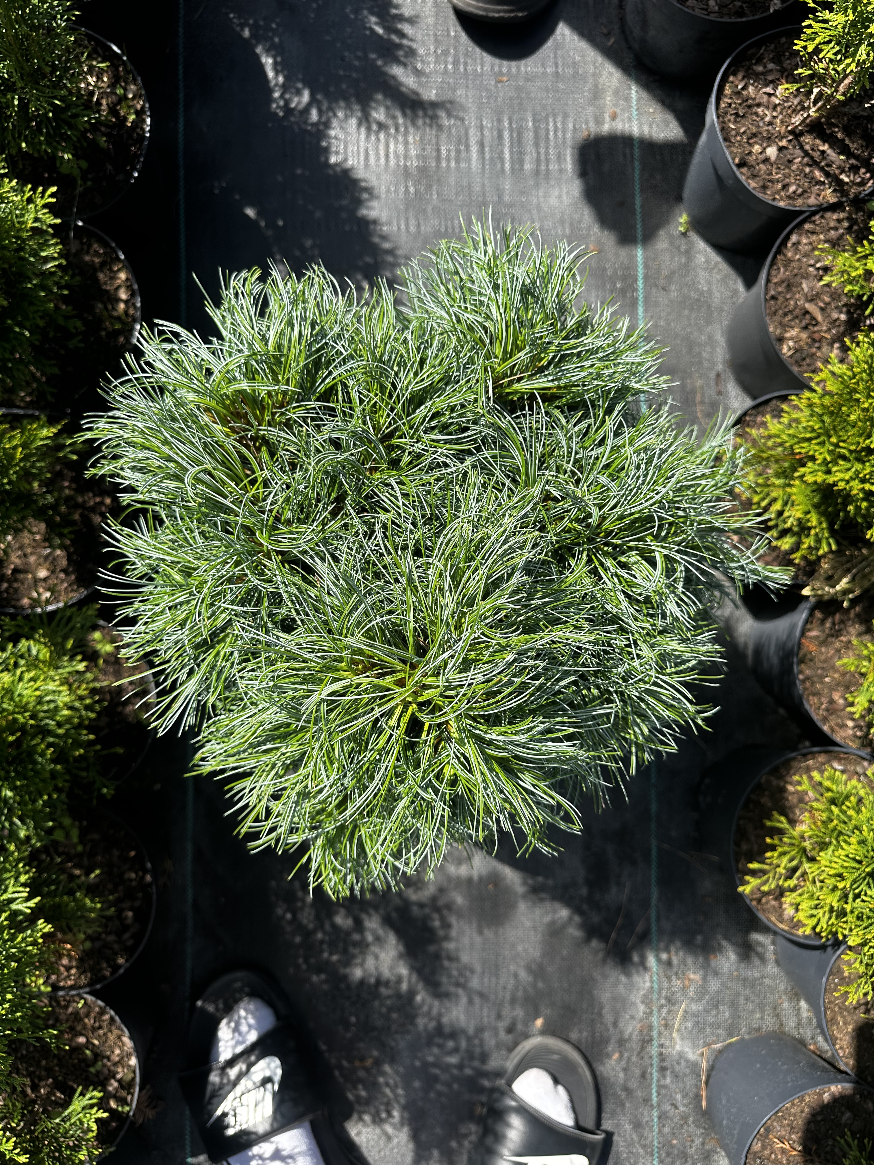 Купити саджанці Pinus strobus Green Twist в розсаднику Sadgosp