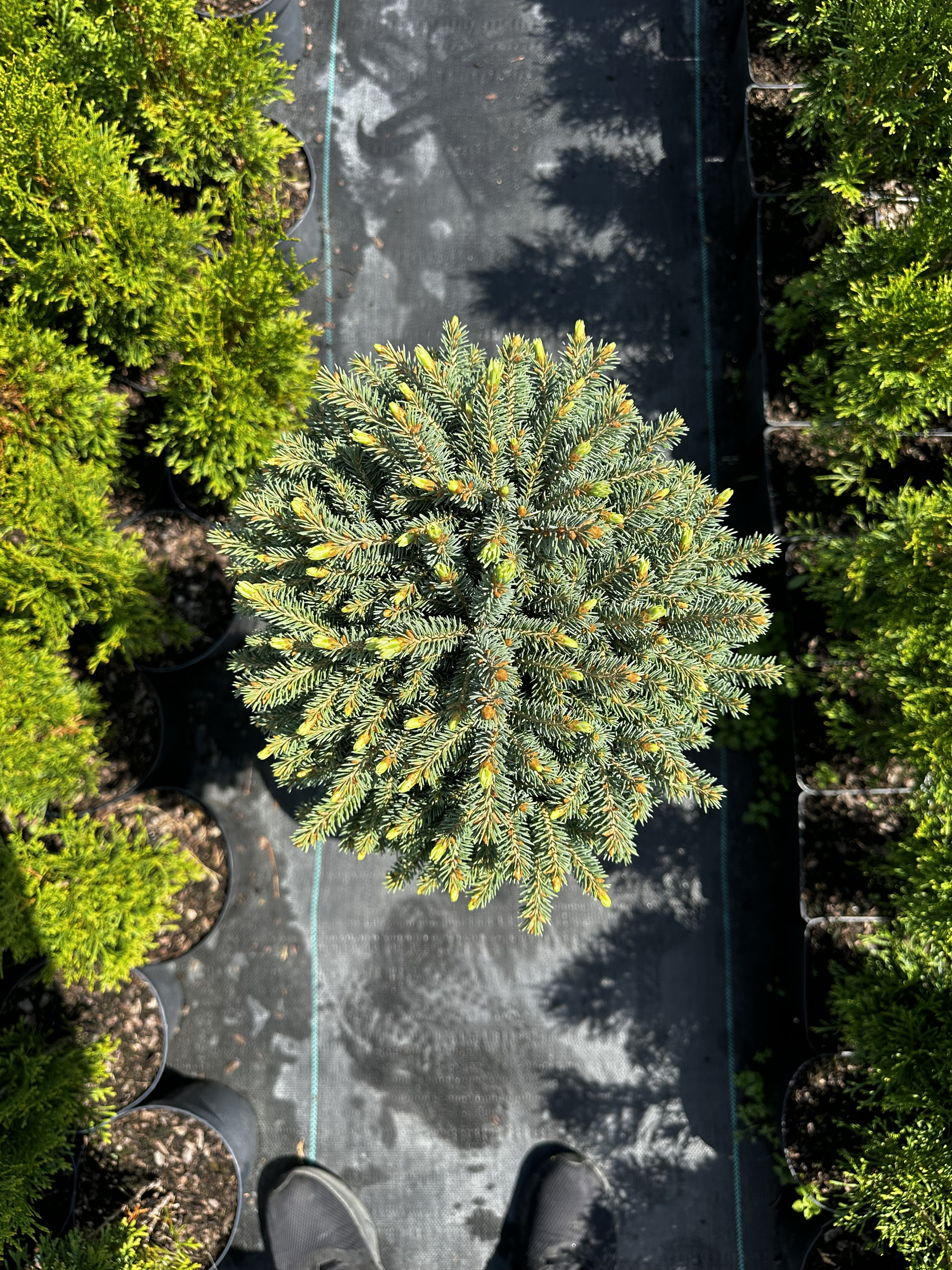 Купити саджанці Picea mariana Arij в розсаднику Sadgosp