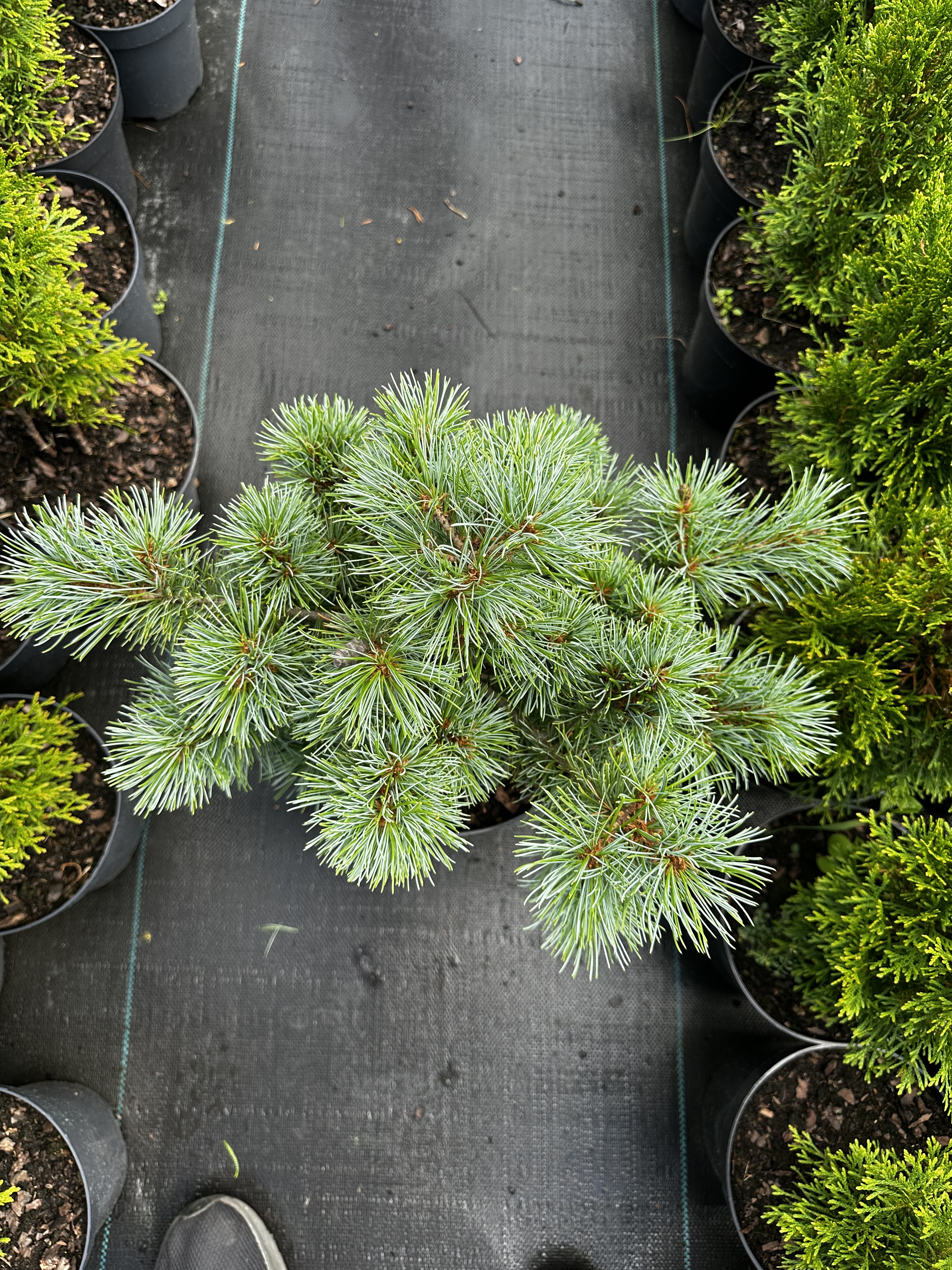 Купити саджанці Pinus parviflora Nellie D в розсаднику Sadgosp