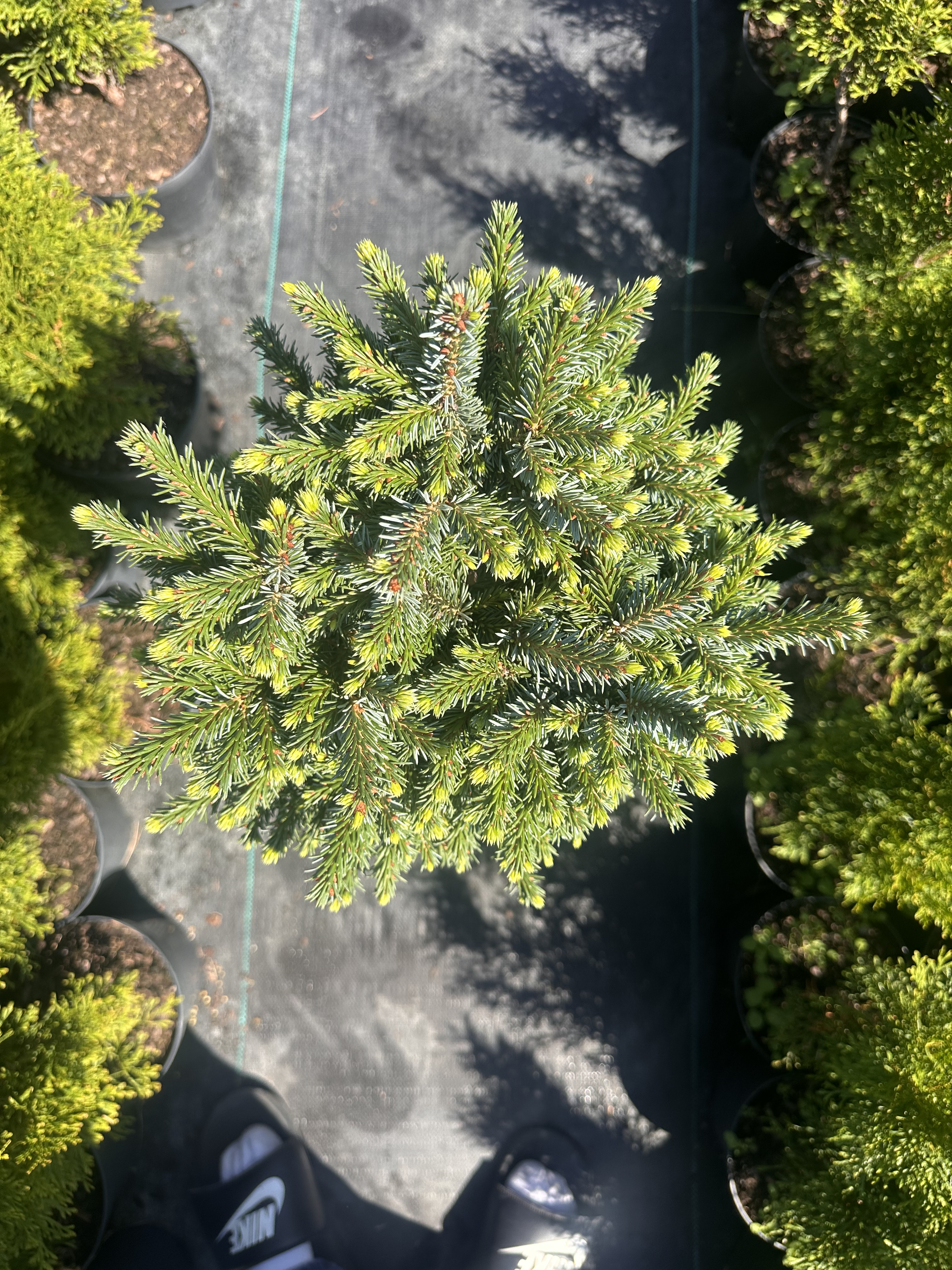 Купити саджанці Picea omorika Picobello в розсаднику Sadgosp