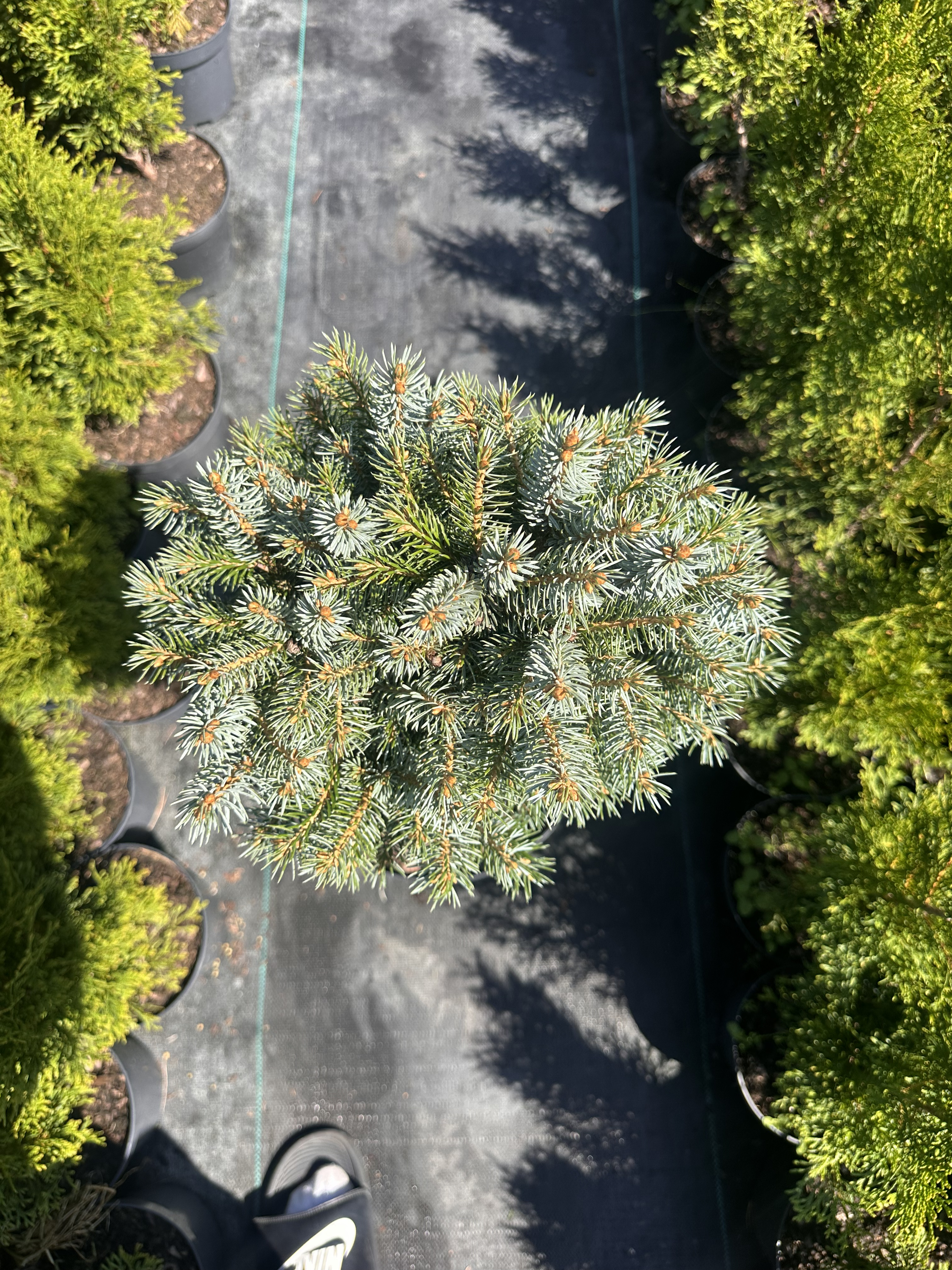 Купити саджанці Picea sitchensis Rom в розсаднику Sadgosp