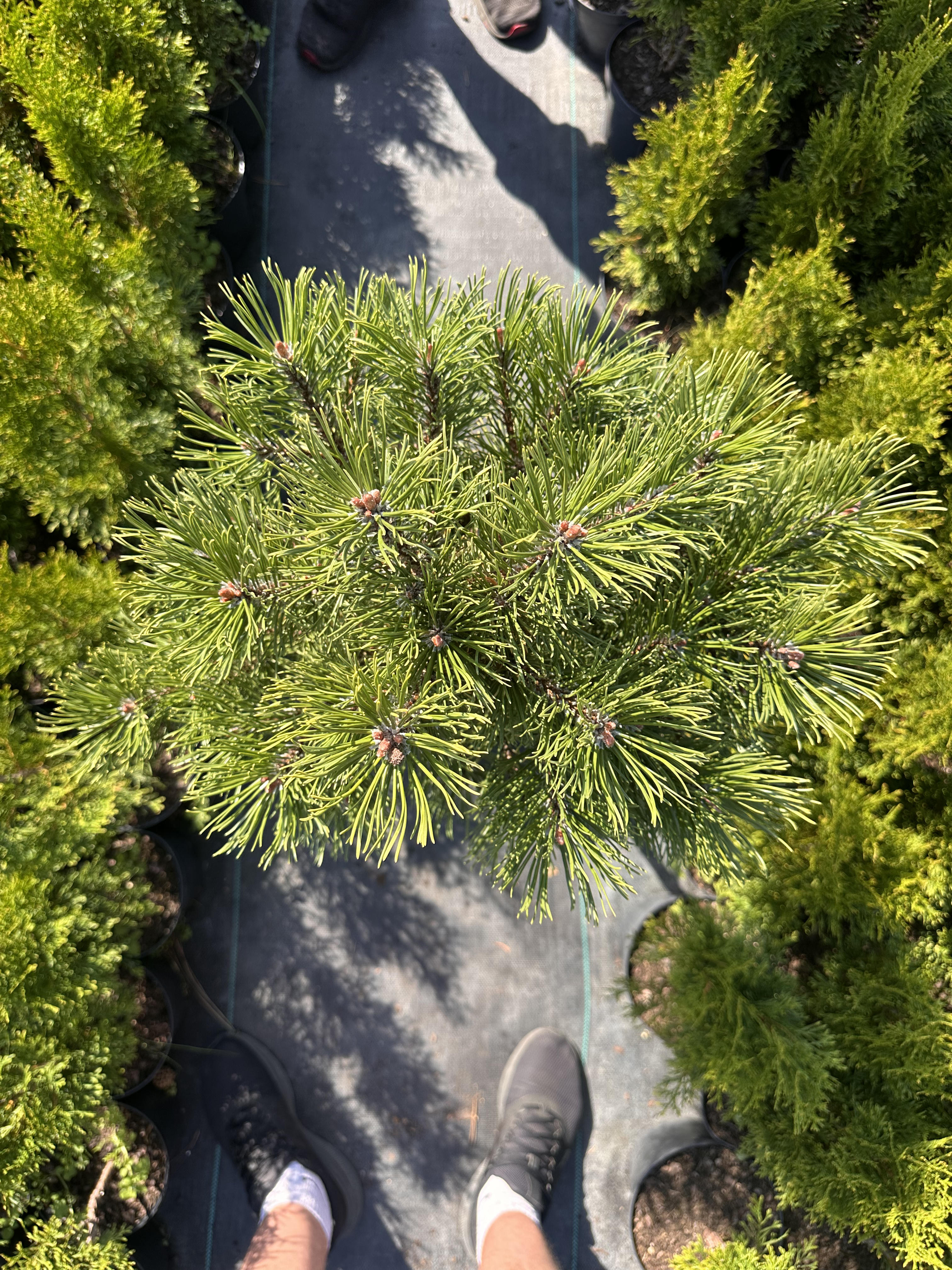 Купити саджанці Pinus mugo Winter Gold в розсаднику Sadgosp