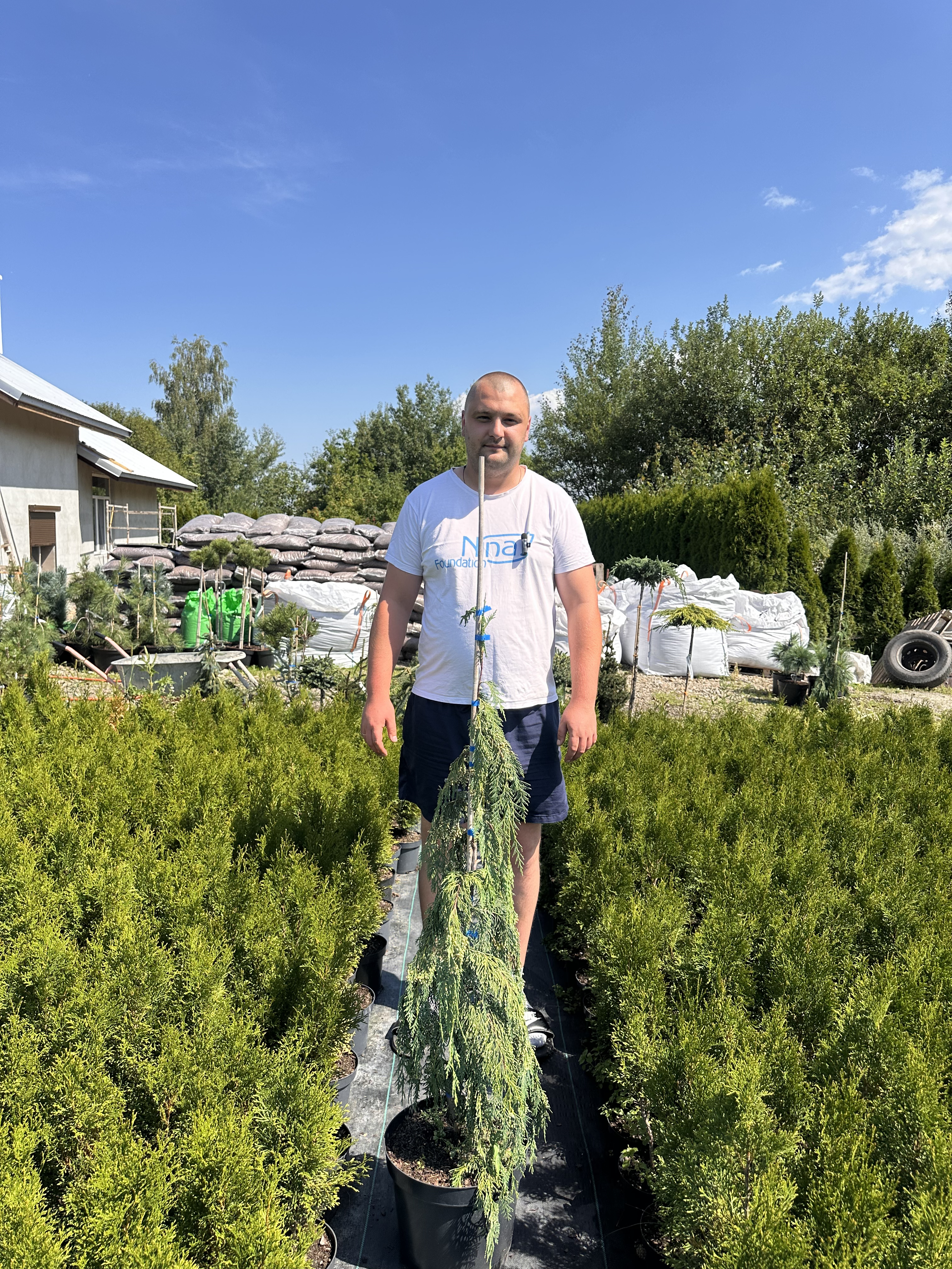 Купити саджанці Chamaecyparis nootkatensis Green Arrow в розсаднику Sadgosp