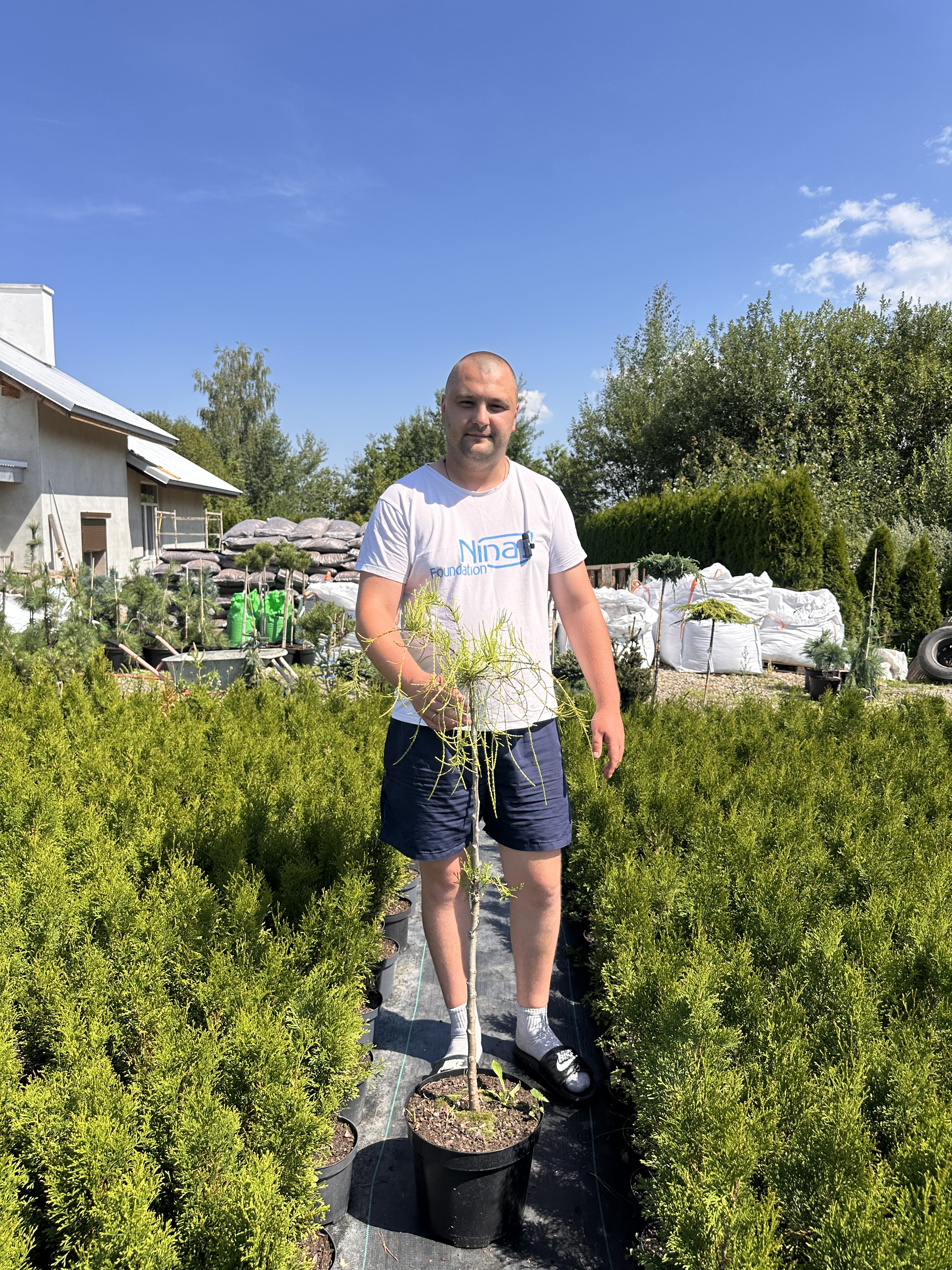 Купити саджанці Thuja orientalis Franky Boy в розсаднику Sadgosp