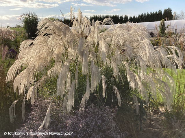Купити саджанці Miscanthus sinensis Silver Charm PBR в розсаднику Sadgosp