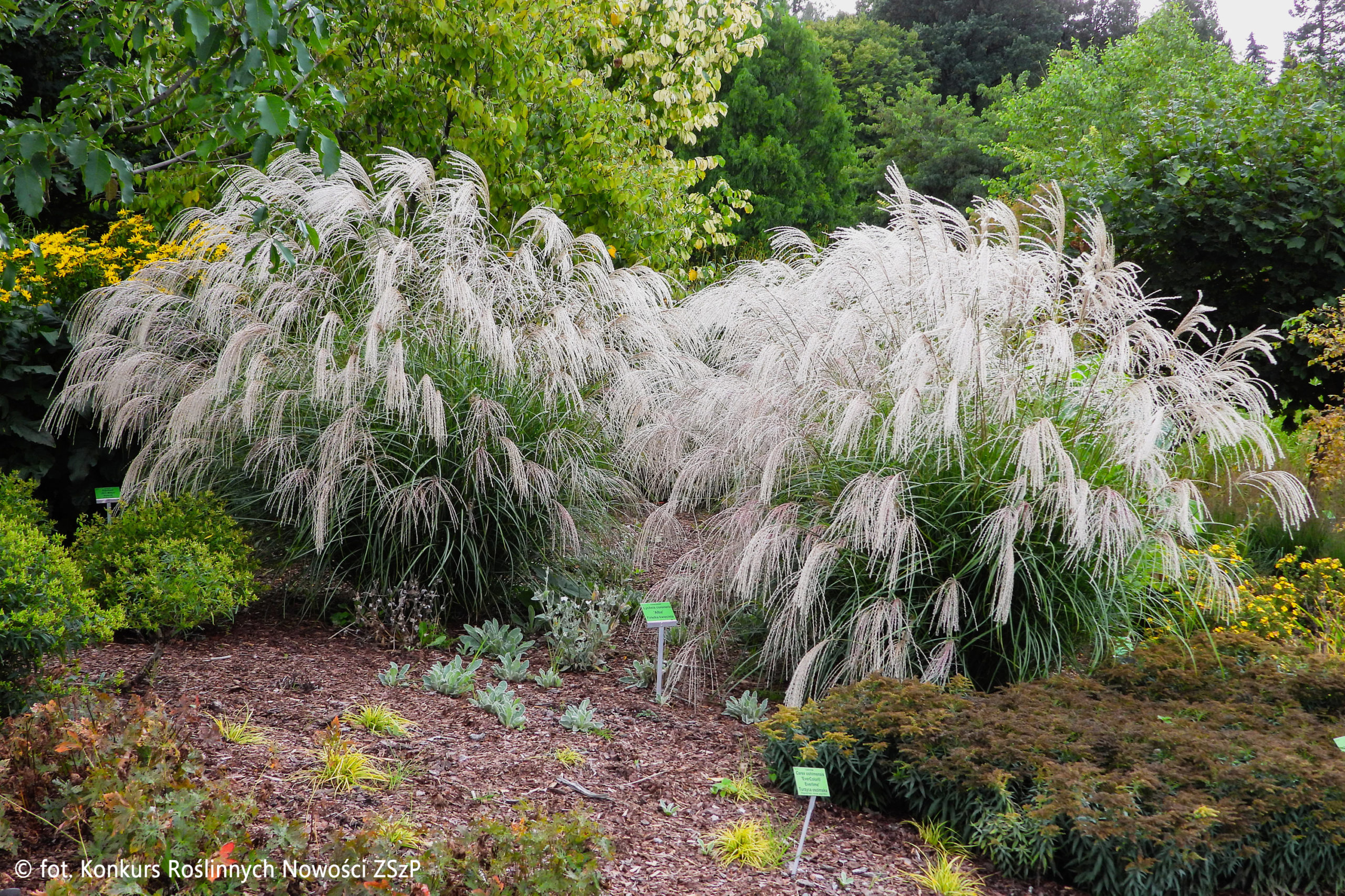Купити саджанці Miscanthus sinensis Silver Charm PBR в розсаднику Sadgosp