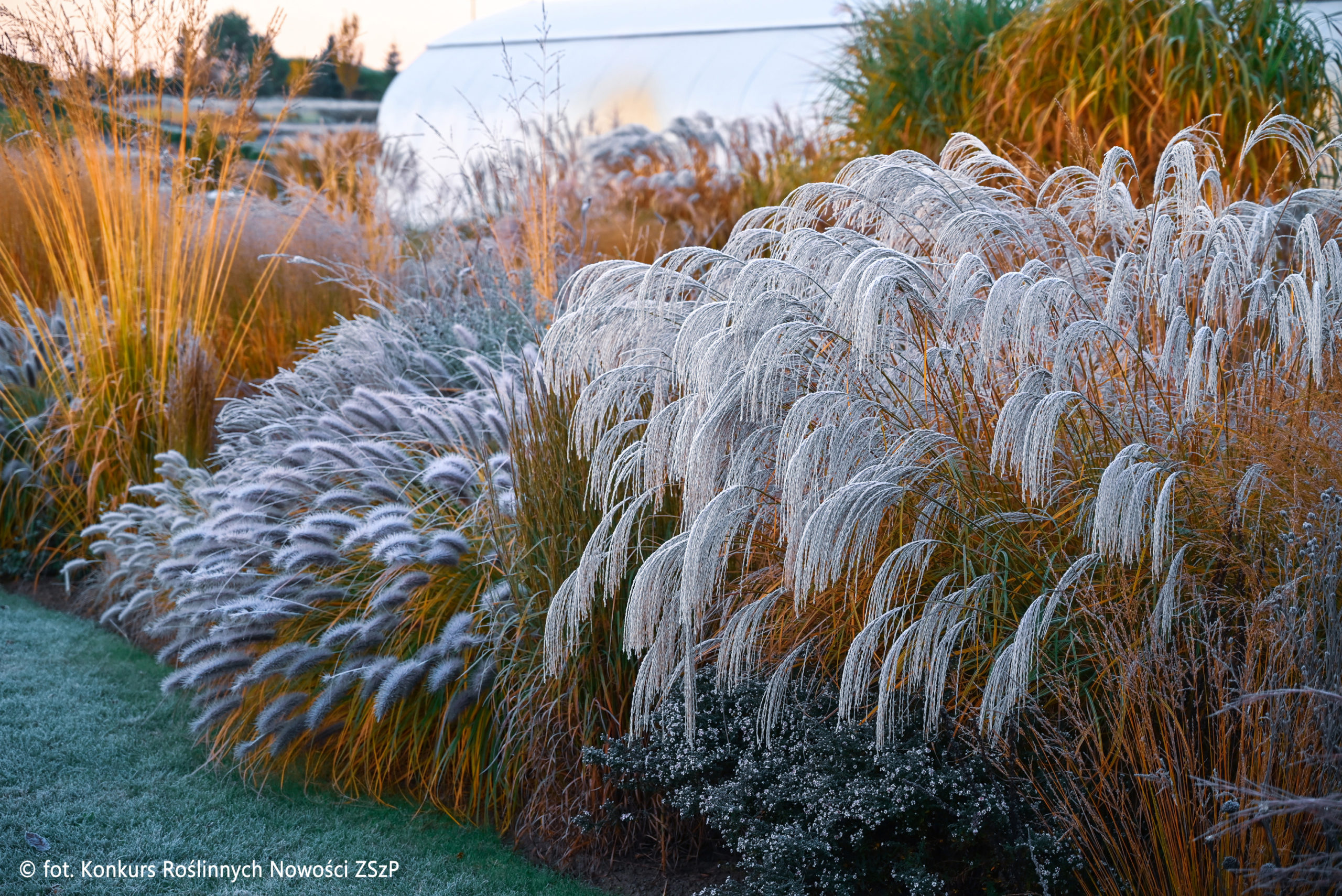 Купити саджанці Miscanthus sinensis Silver Charm PBR в розсаднику Sadgosp