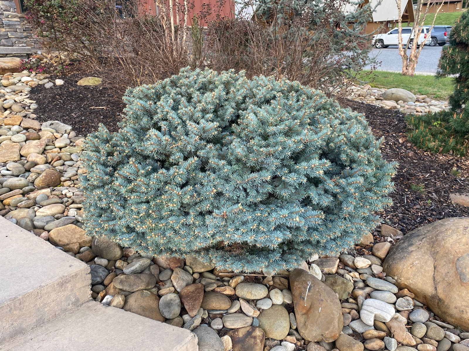 Купити саджанці Picea pungens Glauca Globosa в розсаднику Sadgosp