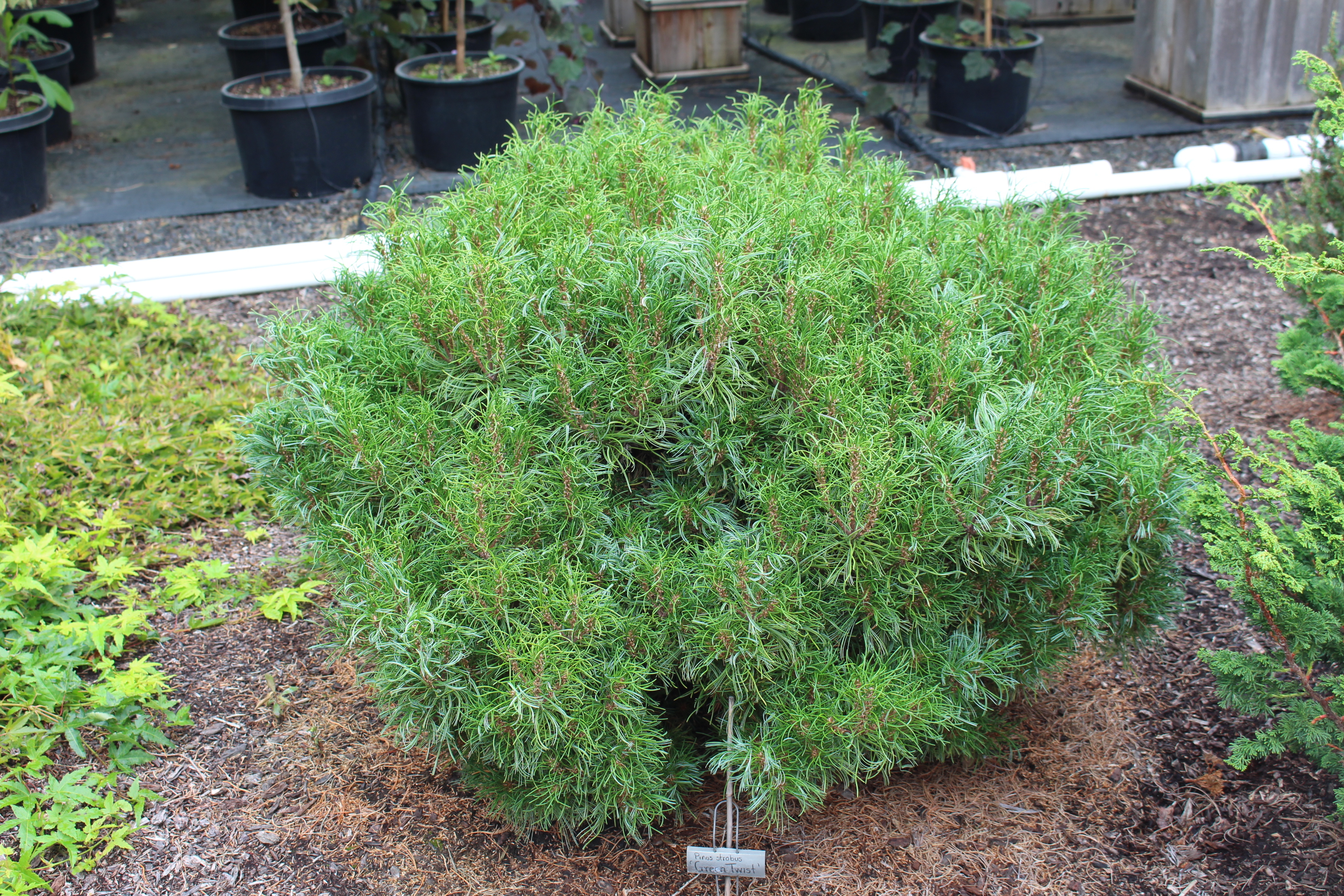 Купити саджанці Pinus strobus Green Twist в розсаднику Sadgosp