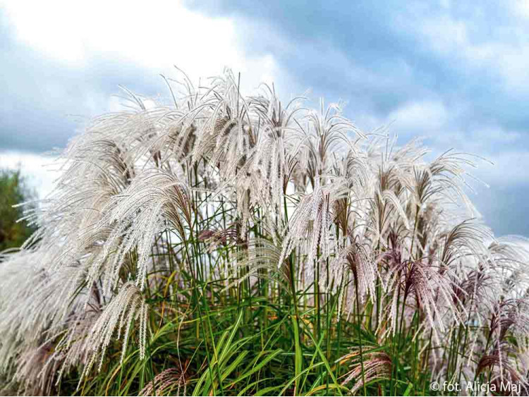 Купити саджанці Miscanthus sinensis Heron в розсаднику Sadgosp