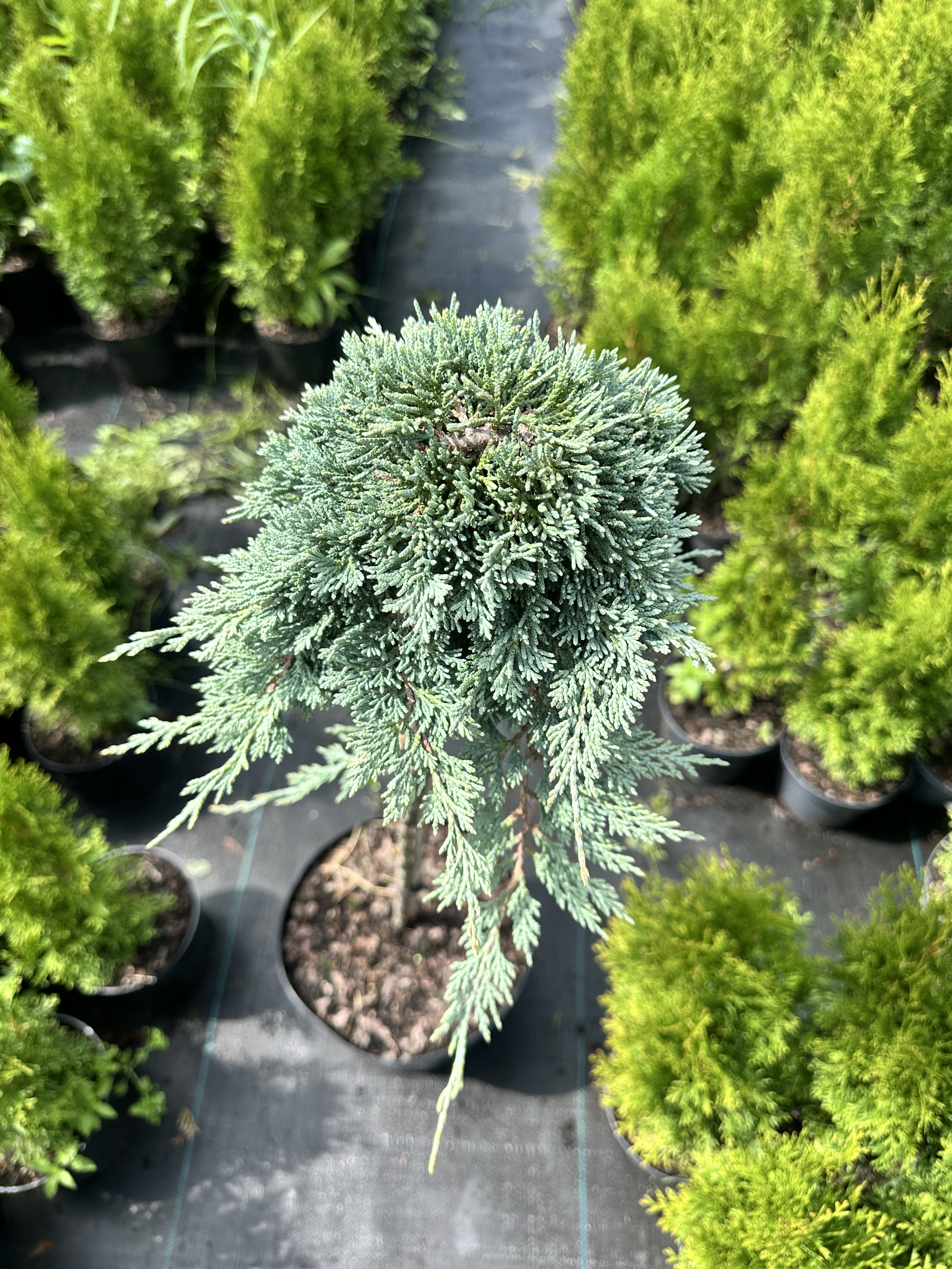 Купити саджанці Juniperus horizontalis Ice Blue в розсаднику Sadgosp