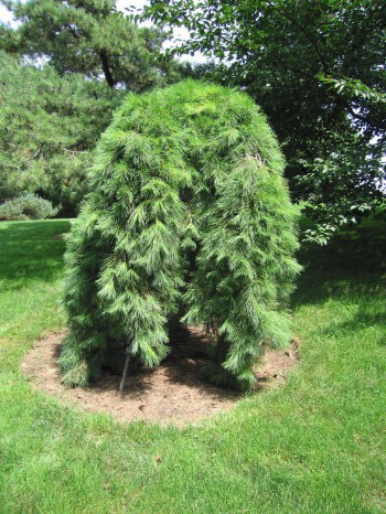 Купити саджанці Pinus densiflora 'Pendula' в розсаднику Sadgosp