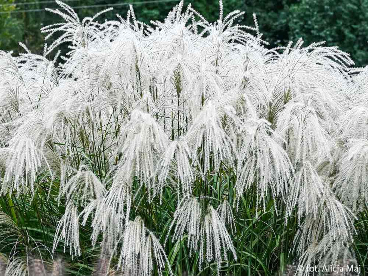 Купити саджанці Miscanthus sinensis Heron в розсаднику Sadgosp