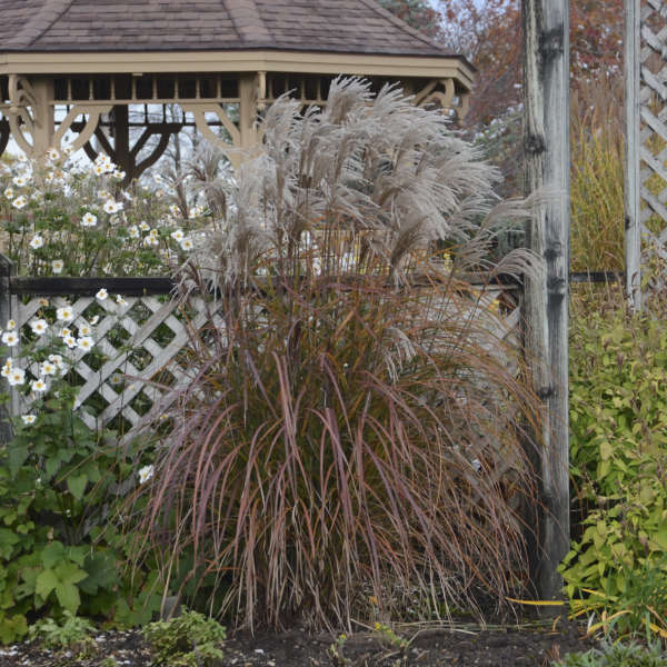 Купити саджанці Miscanthus sinensis Oktoberfest в розсаднику Sadgosp