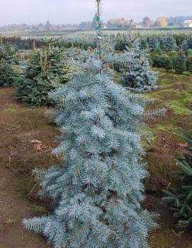 Купити саджанці Abies concolor Candicans в розсаднику Sadgosp