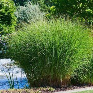 Купити саджанці Miscanthus sinensis Anthony White в розсаднику Sadgosp