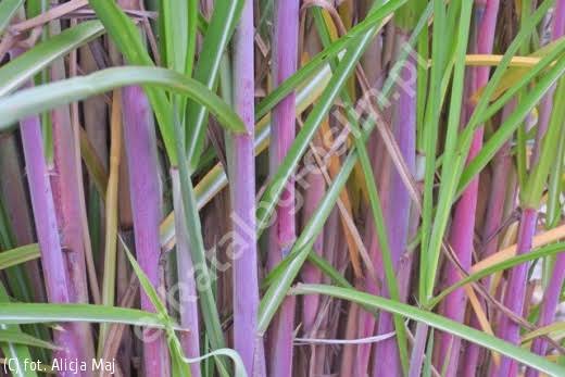 Купити саджанці Miscanthus sinensis Milos в розсаднику Sadgosp