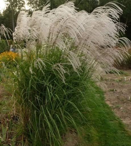 Купити саджанці Miscanthus sinensis Anthony White в розсаднику Sadgosp