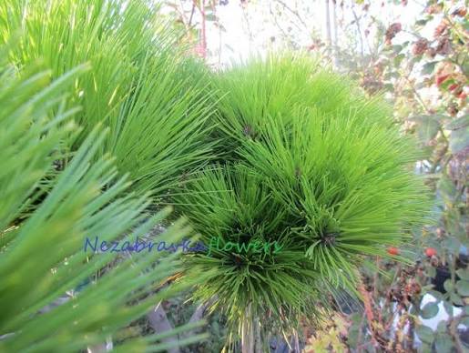 Купити саджанці Pinus densiflora Meylan Compact в розсаднику Sadgosp