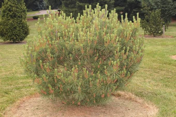 Купити саджанці Pinus densiflora Heavy Bud в розсаднику Sadgosp