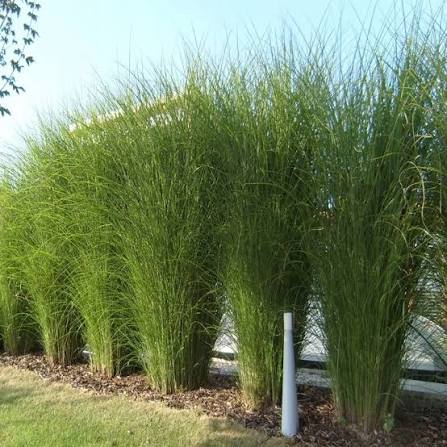 Купити саджанці Miscanthus sinensis Milos в розсаднику Sadgosp